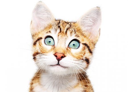 Why Do Cats...? The Ultimate Guide To Feline Behavior