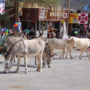 Wild burros of oatman.JPG