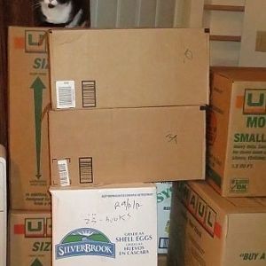 Tabitha on moving boxes.jpg