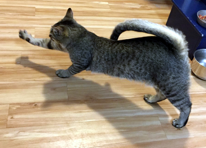 19 Funny Cats That Will Teach You How To Stretch Properly TheCatSite