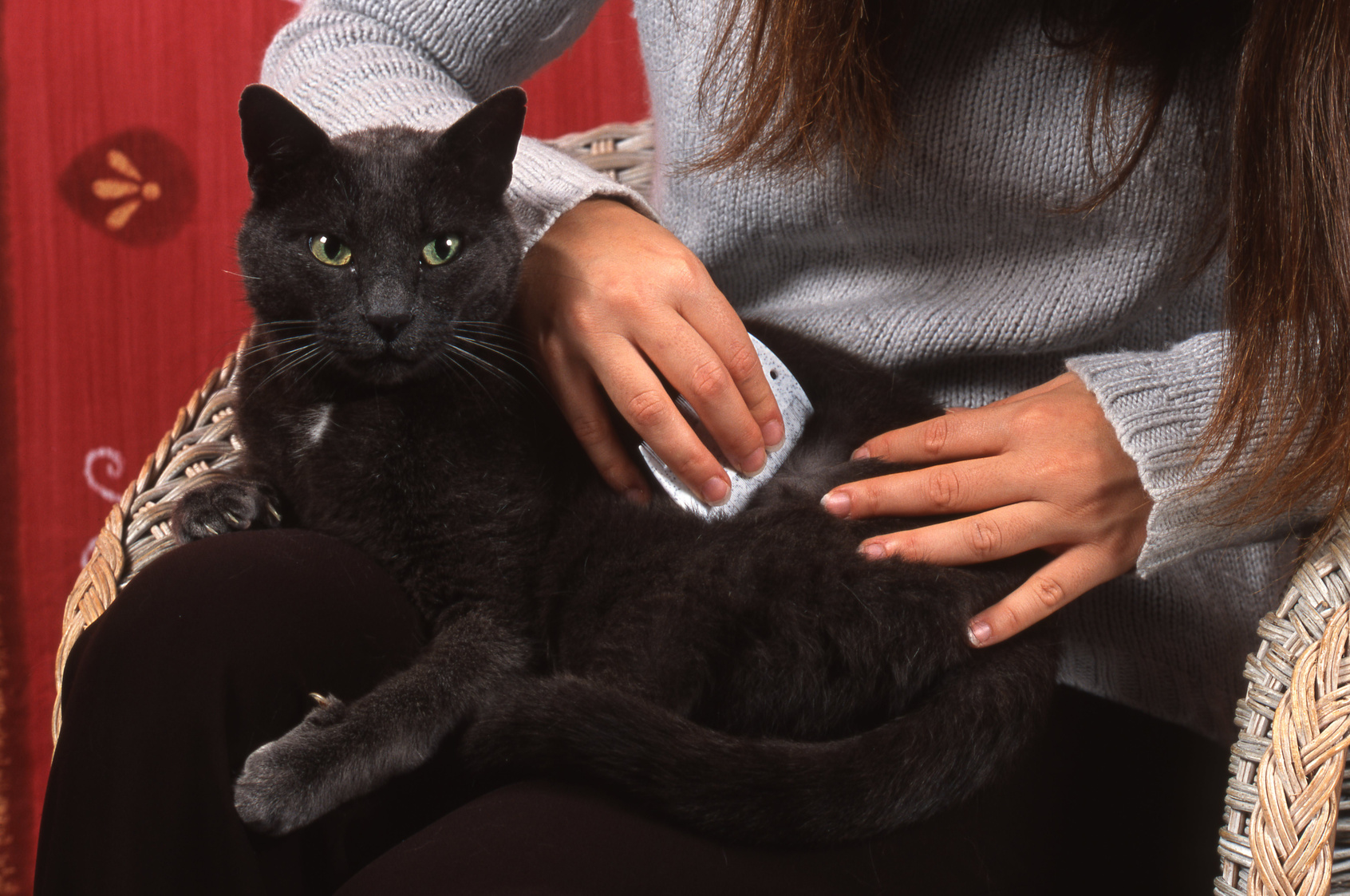 Fleas On Black Cat toxoplasmosis