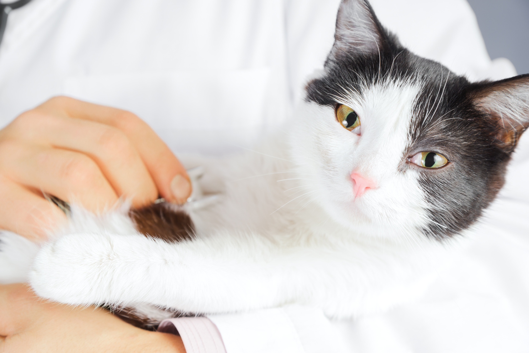Do Indooronly Cats Need Rabies Shots? TheCatSite