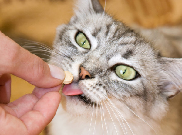 How Can I Give A Pill To My Cat TheCatSite