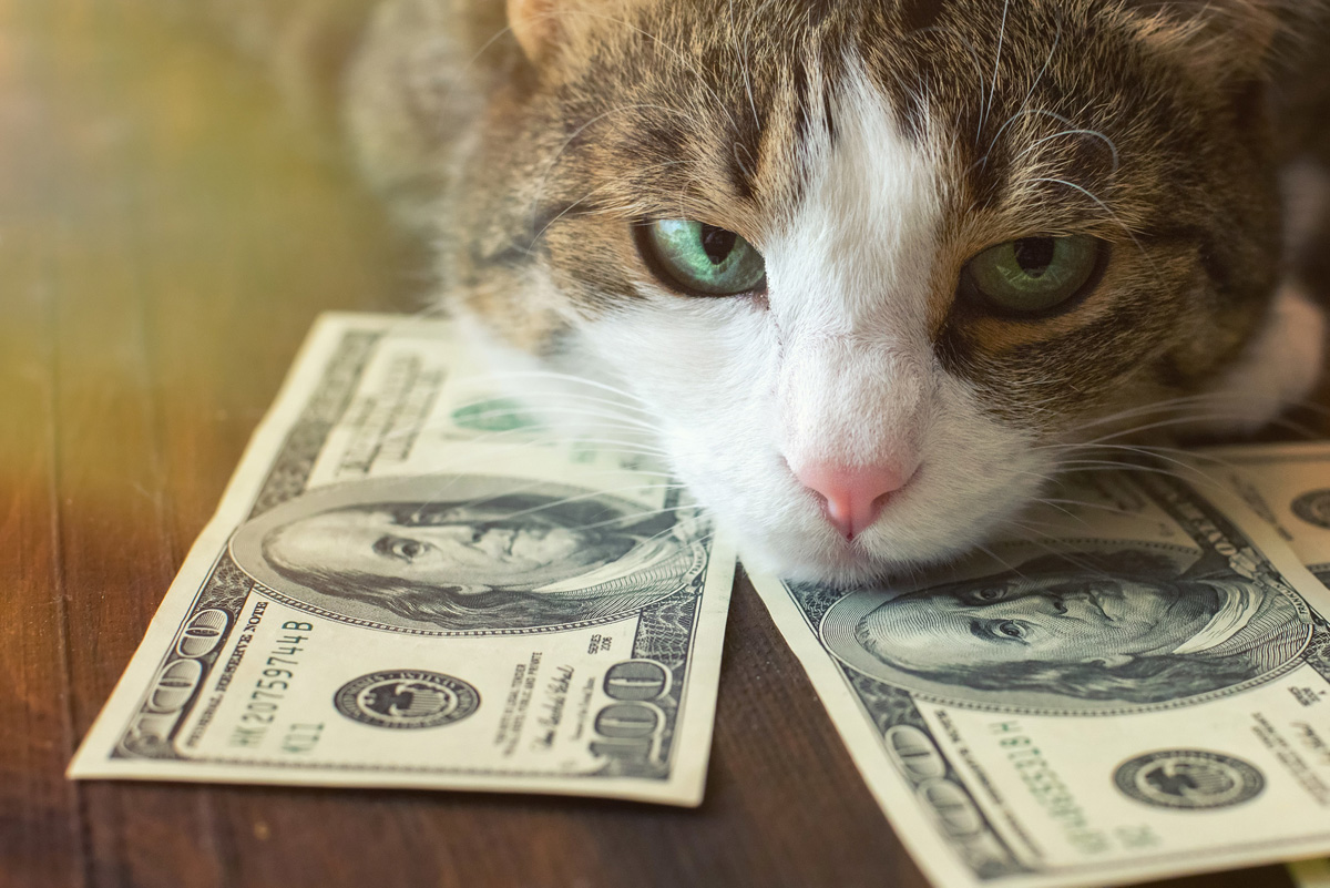 How Much Does It Cost To Get A Cat Fixed TheCatSite