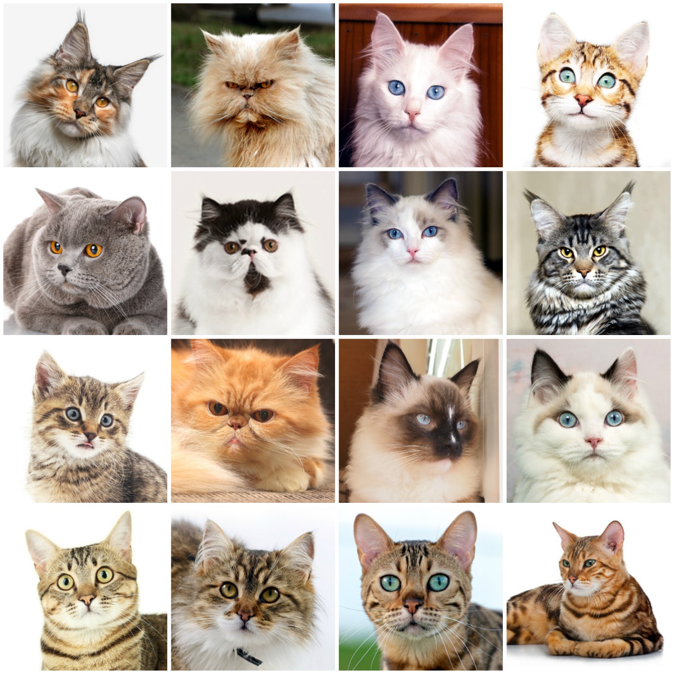 Quiz Can You Identify This Cat Breed? TheCatSite
