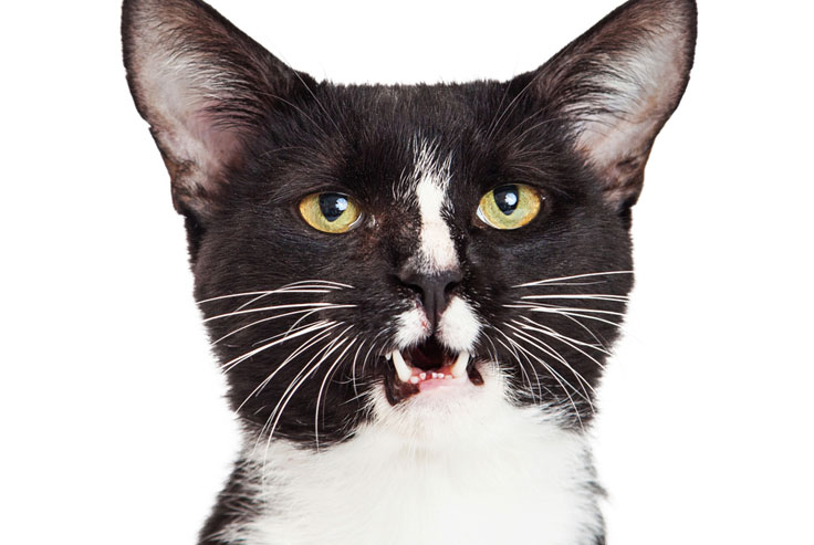 Why Does My Cat's Mouth Hang Open? TheCatSite