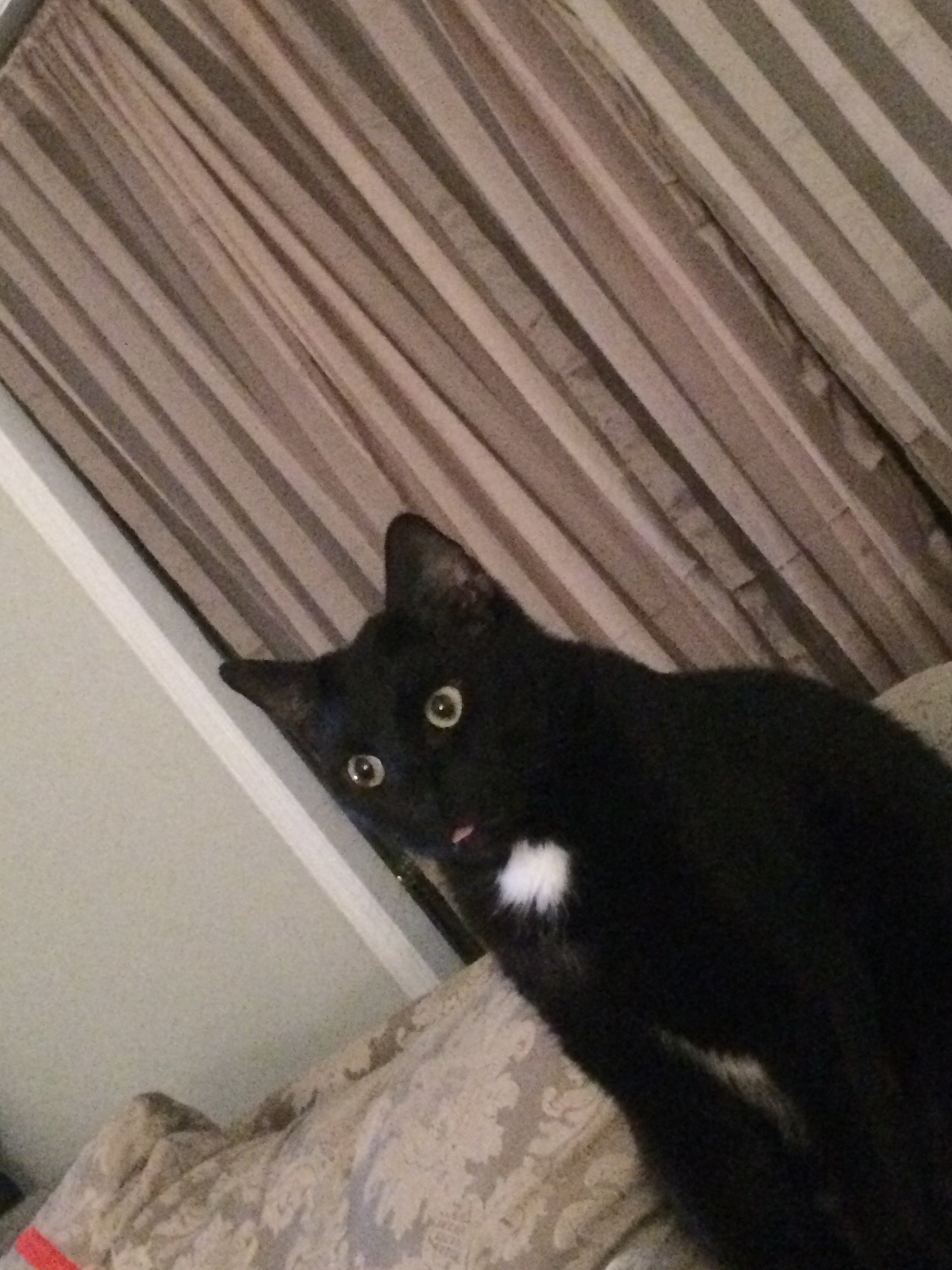 Indooroutdoor Cat Has Been Acting Strange TheCatSite