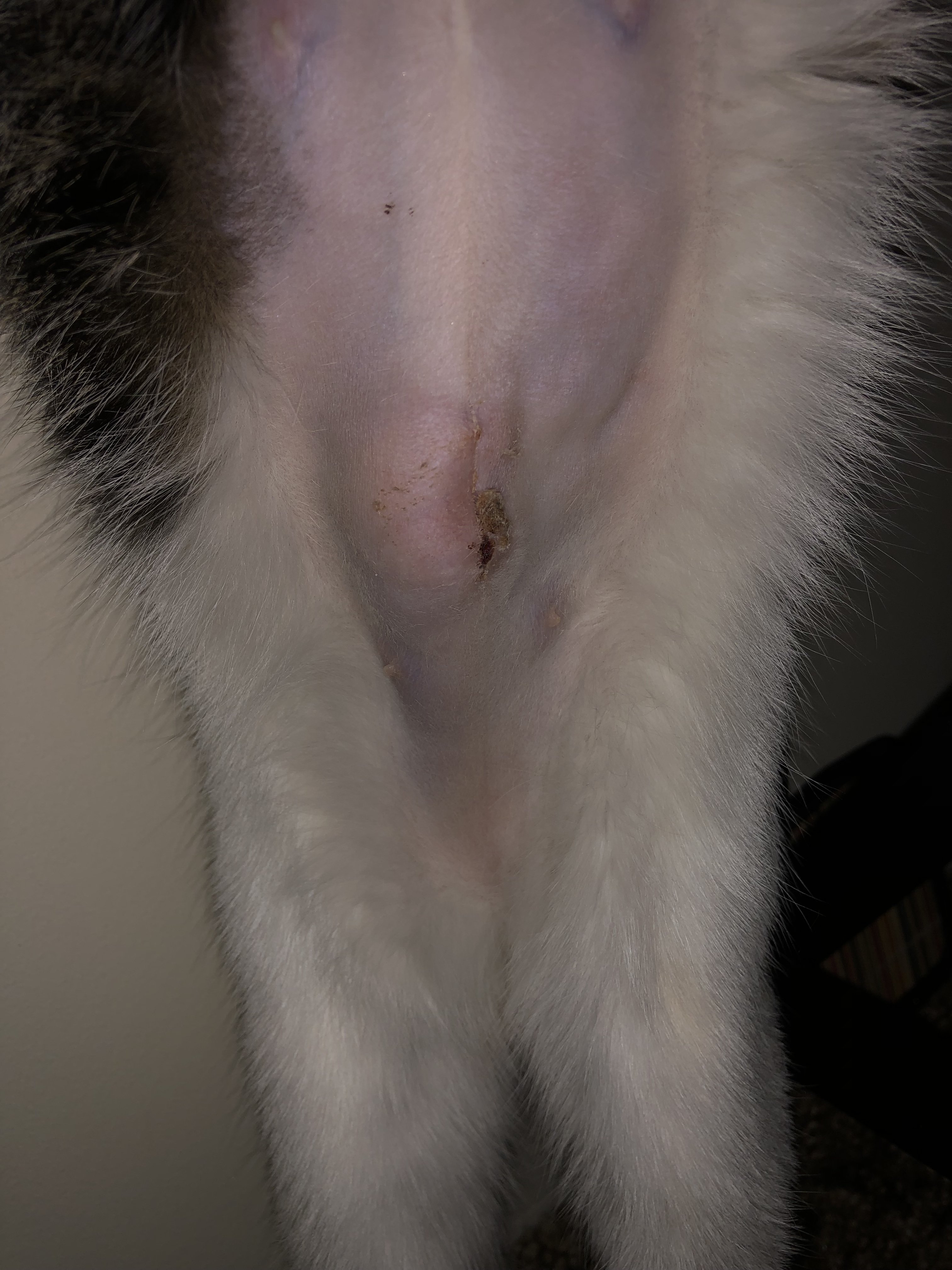 Is My Cats Incision Healing Properly? TheCatSite