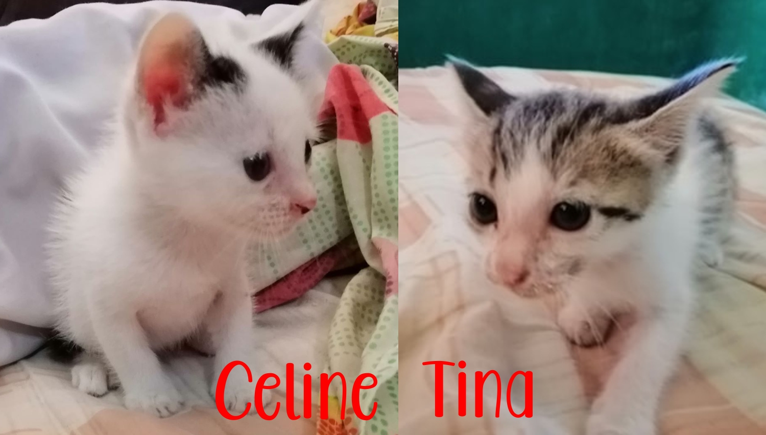 08 Celine and Tina May-19-2020.jpg