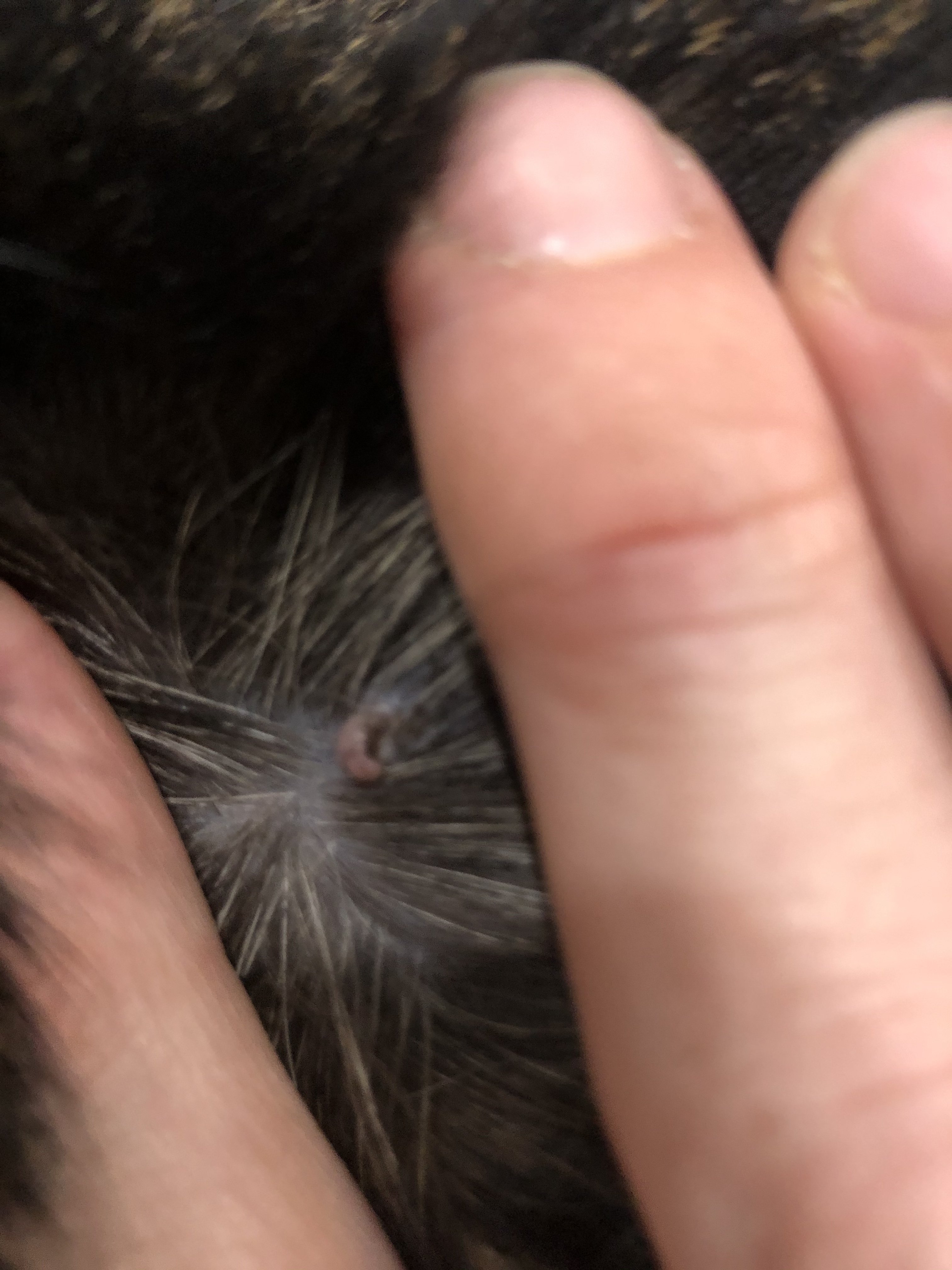 Skin tag/mole on my cat’s back?? TheCatSite