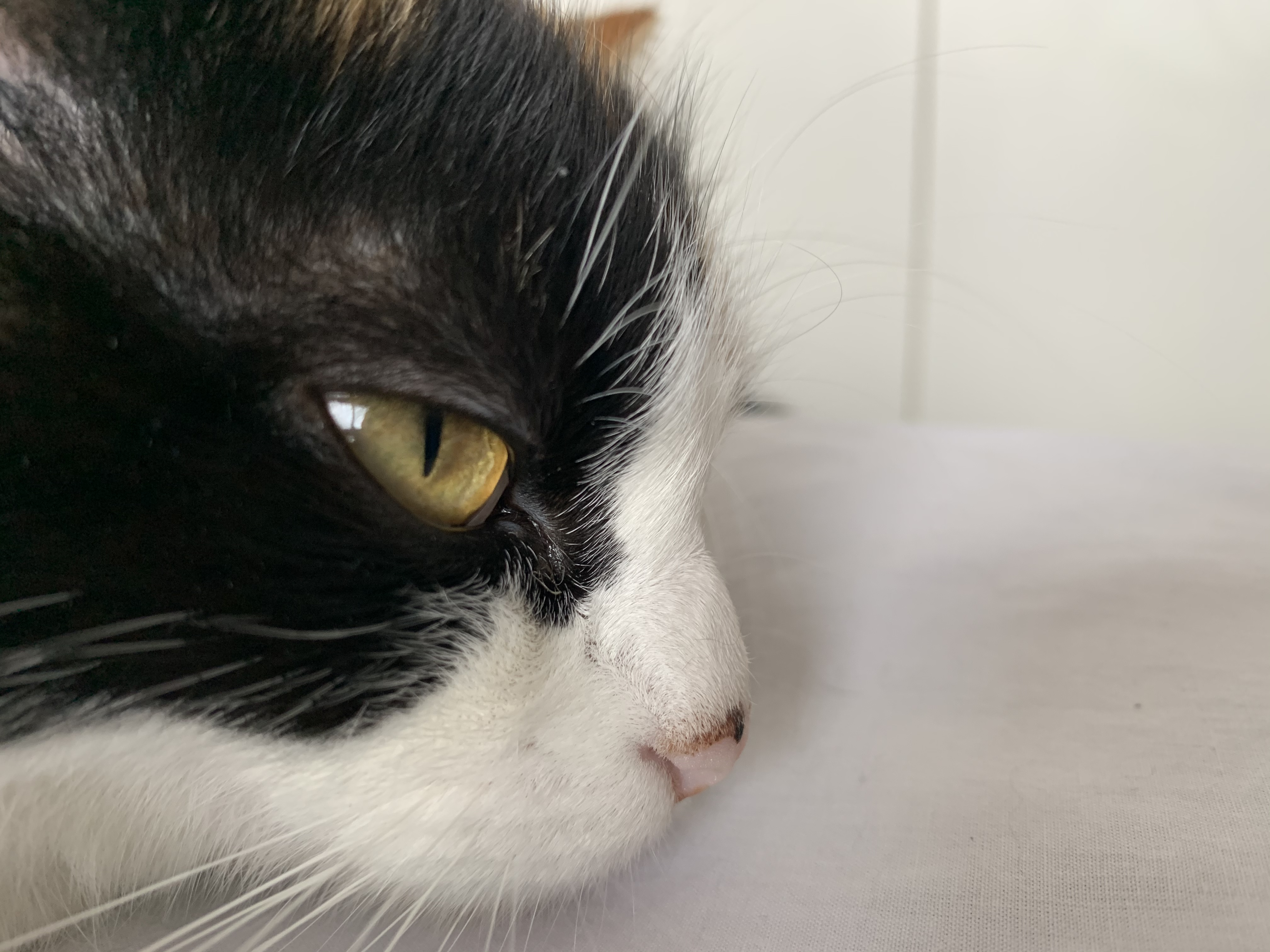 Black spot on my cat’s nose, I don’t know what it is! TheCatSite
