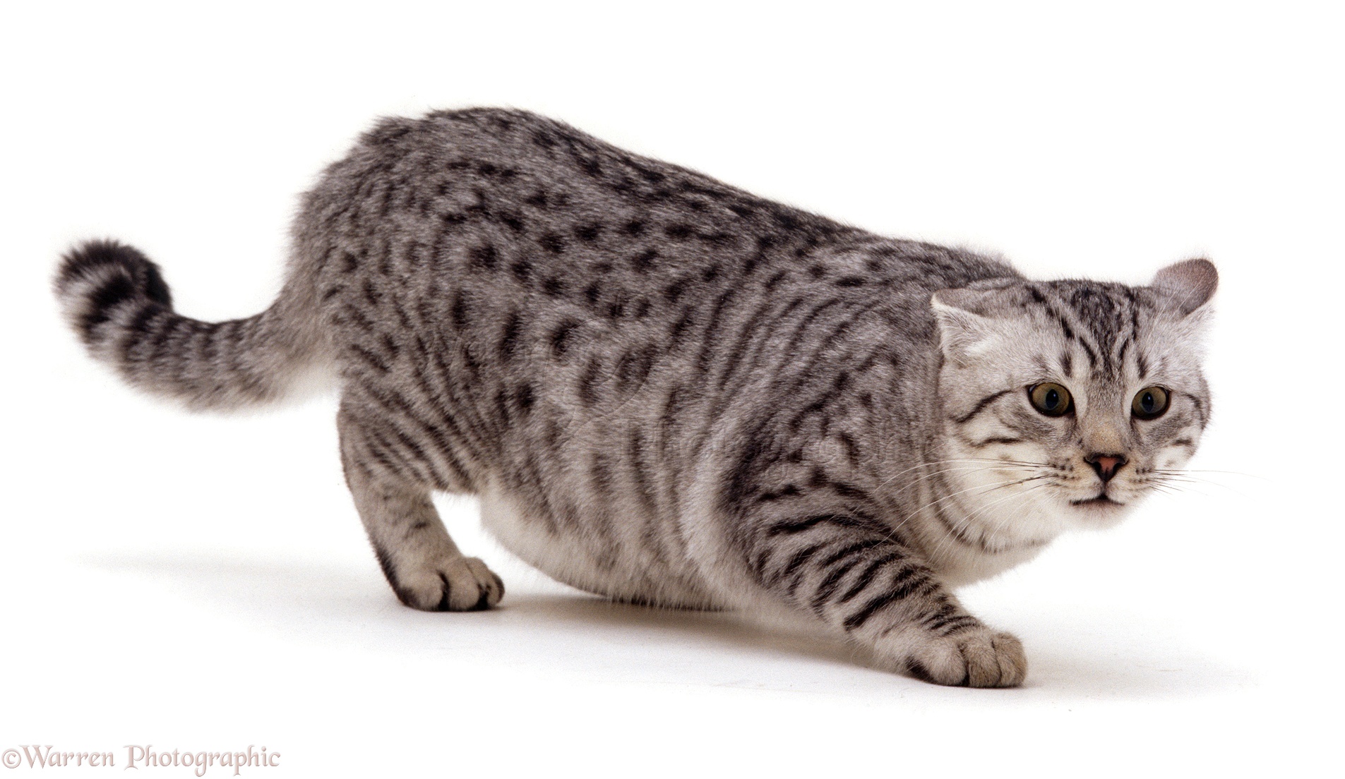 12082-Silver-spotted-cat-in-aggressive-posture-white-background.jpg