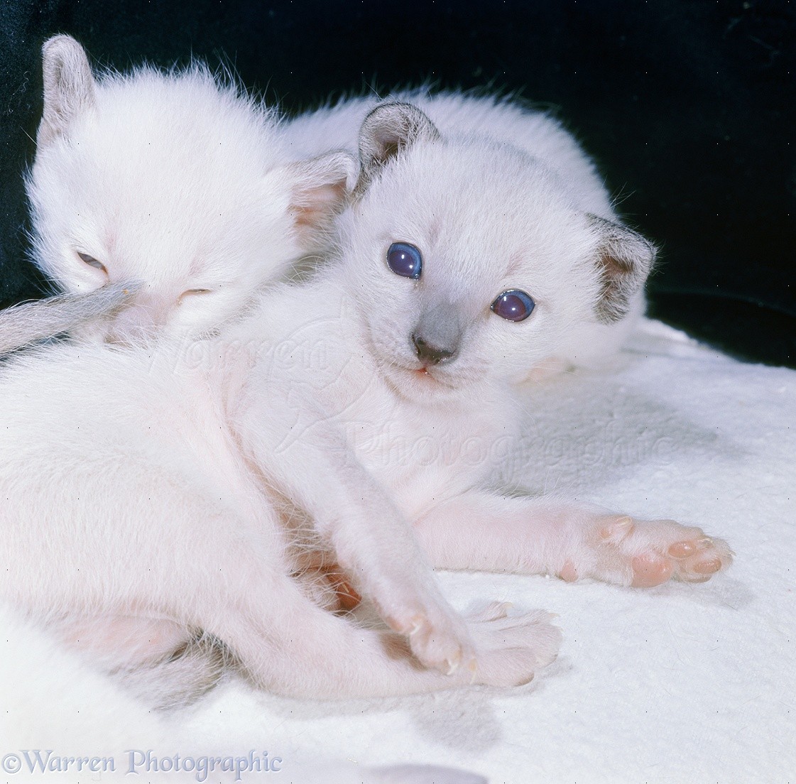 14873-Siamese-kittens-2-weeks-old.jpg