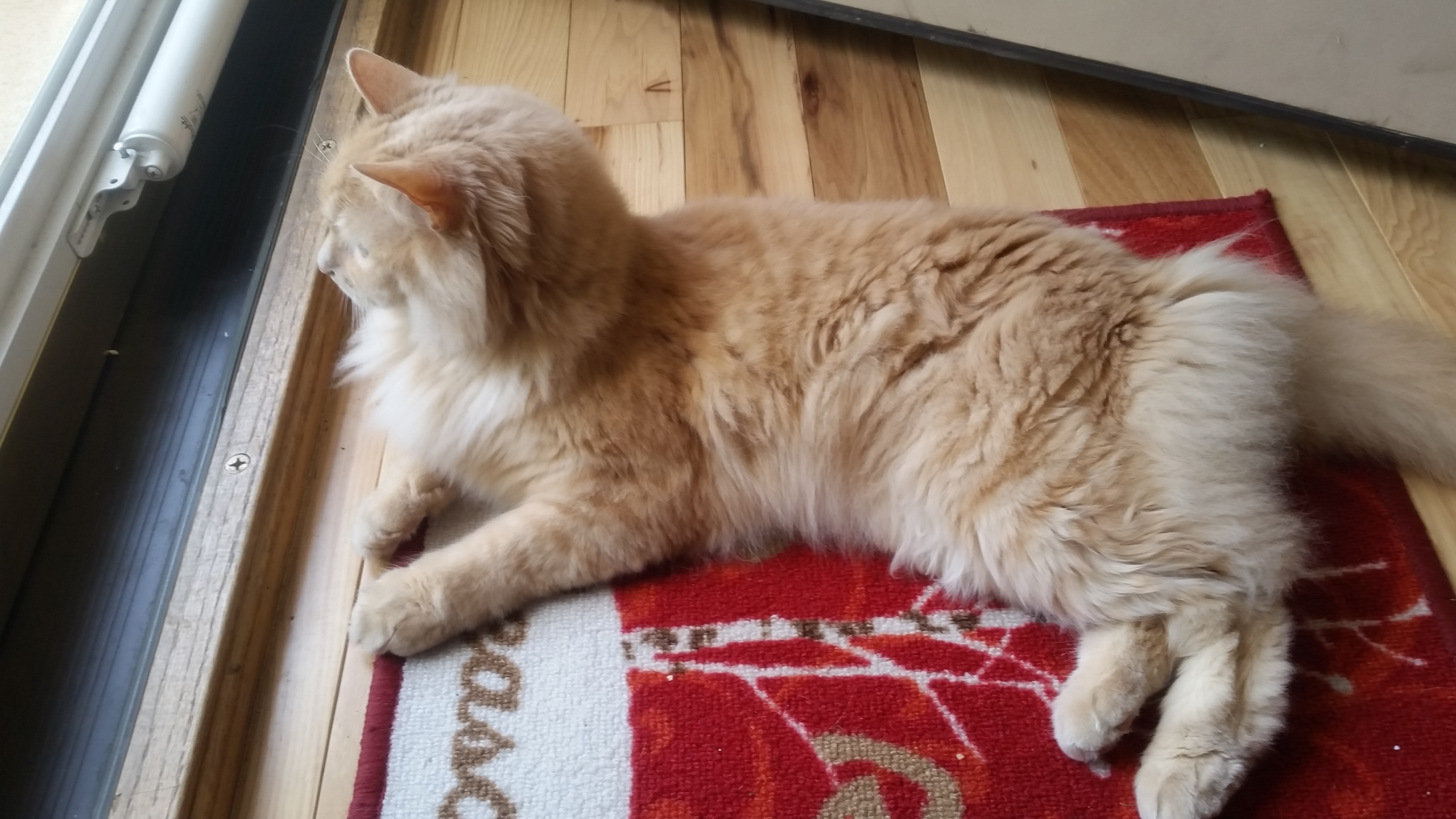 What breed is aslan, maine coon, ragdoll, abyssinian mix? | TheCatSite