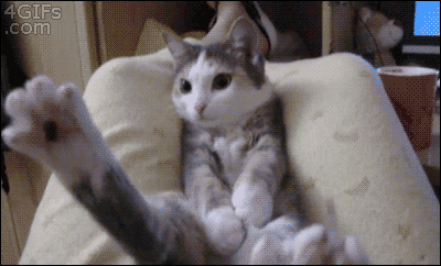 16-cat-disappearing.gif
