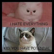 Grumpy Cat Memes - Potential - Wattpad