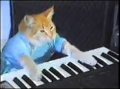 Image result for Keyboard Cat memes