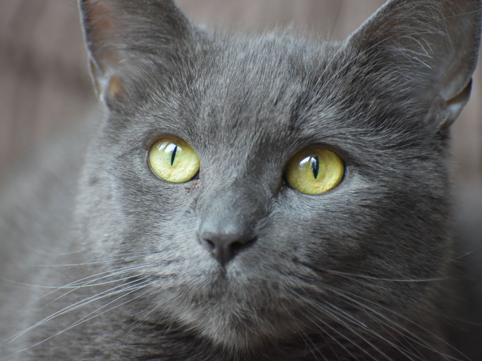 Russian Blue, Korat Or Chartreux? TheCatSite