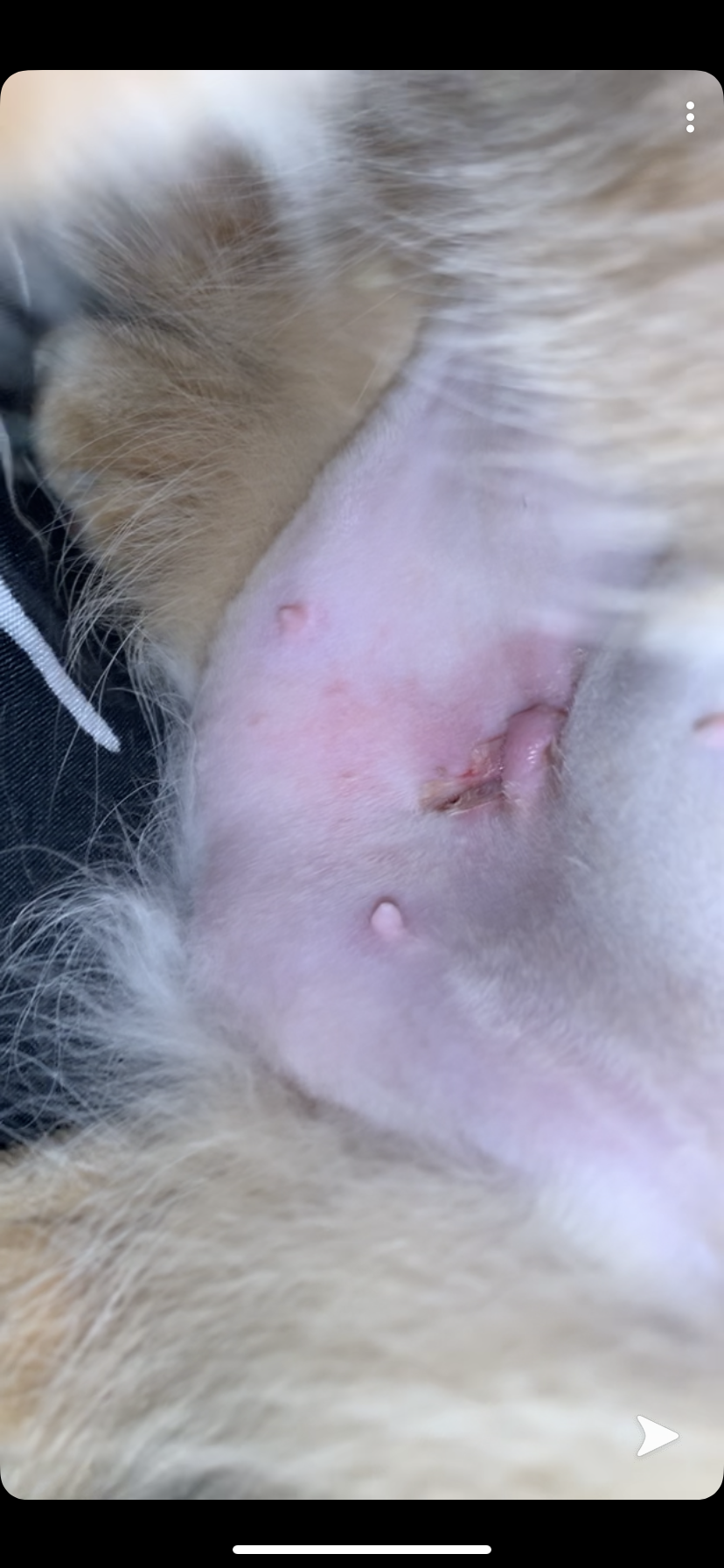 Cat spay incision should I be worried? TheCatSite