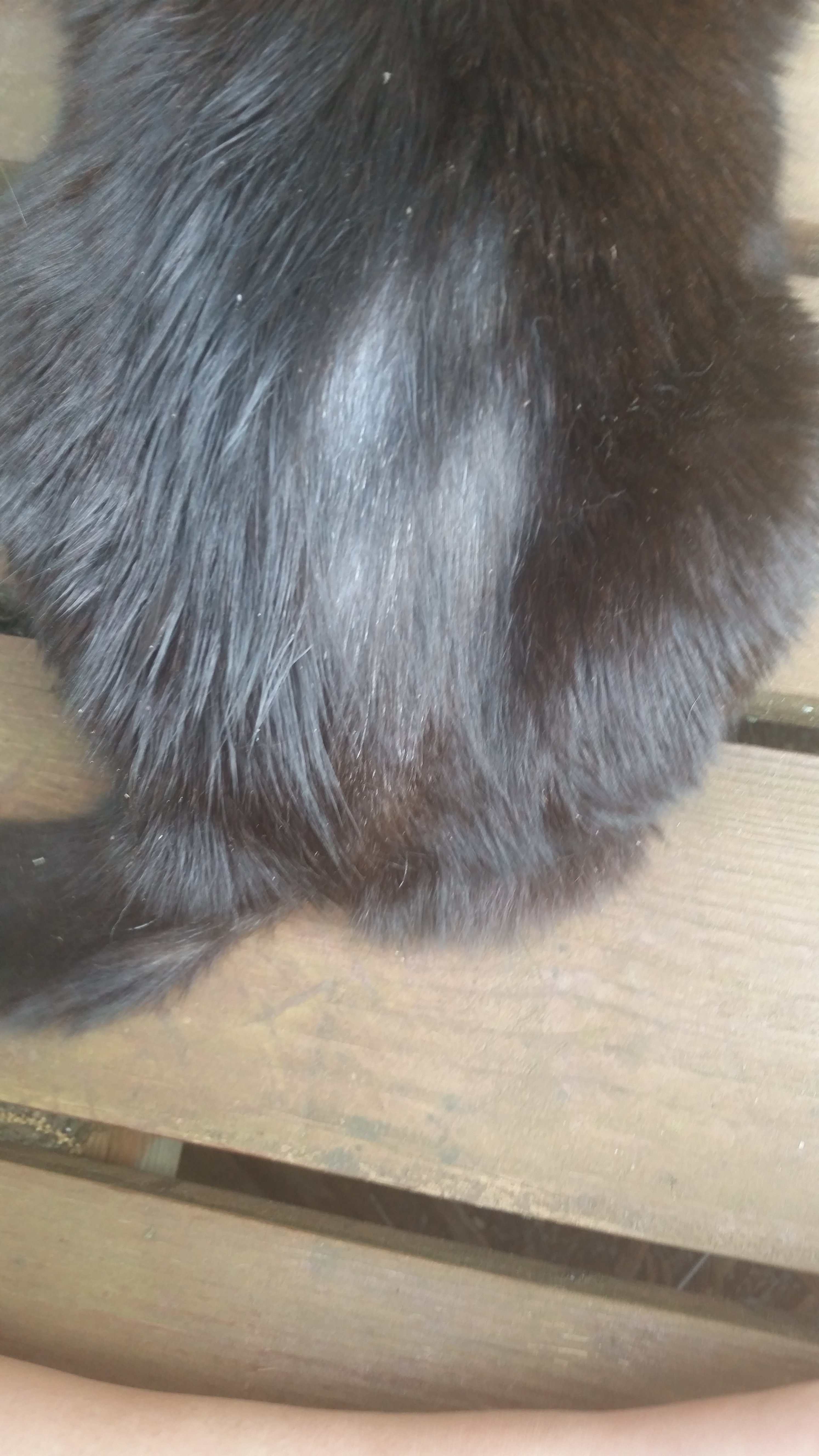 cat fur thinning on back