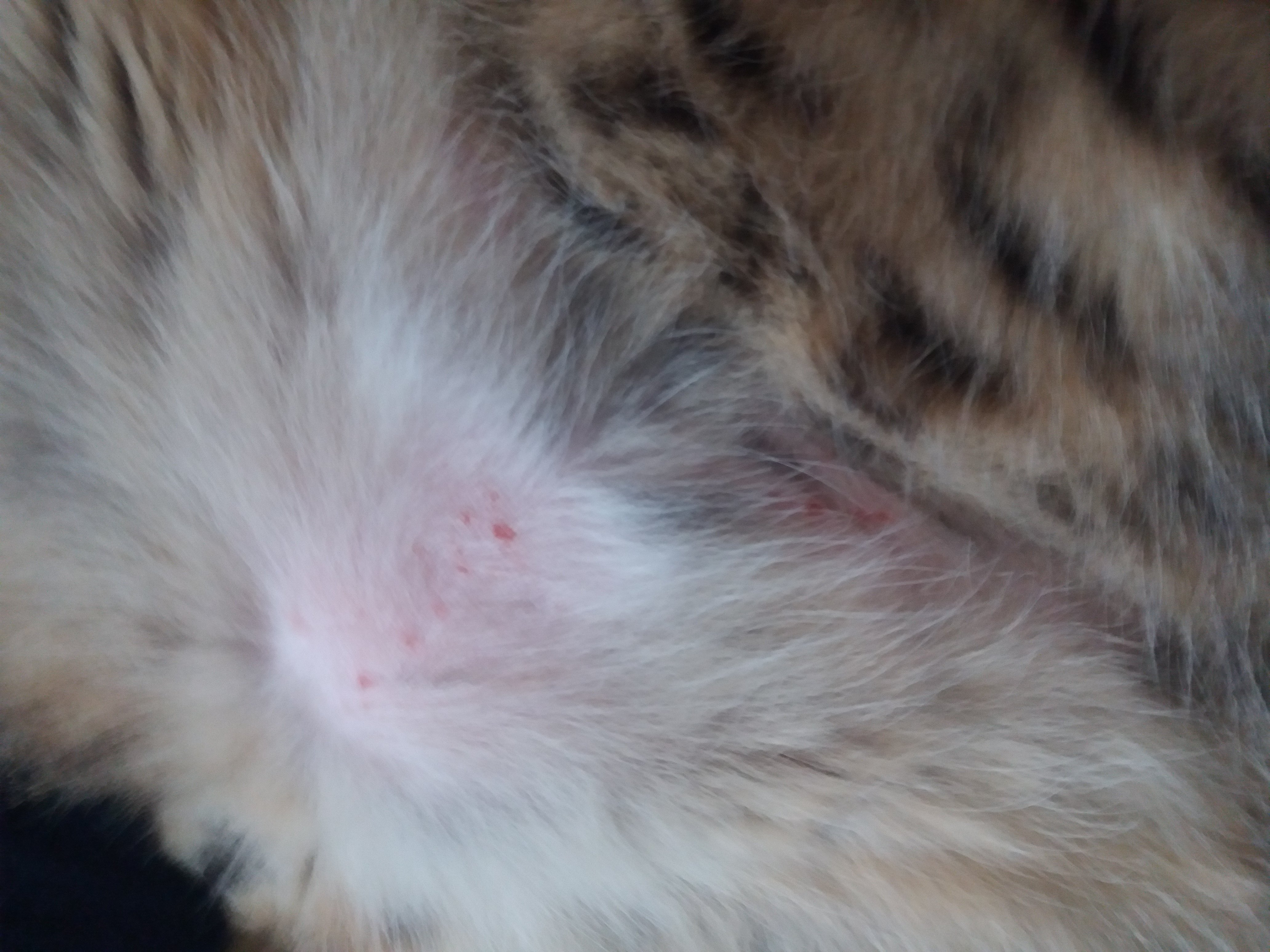 Cat's Skin Has Many Red Spots And He Seems Itchy (pictures) TheCatSite