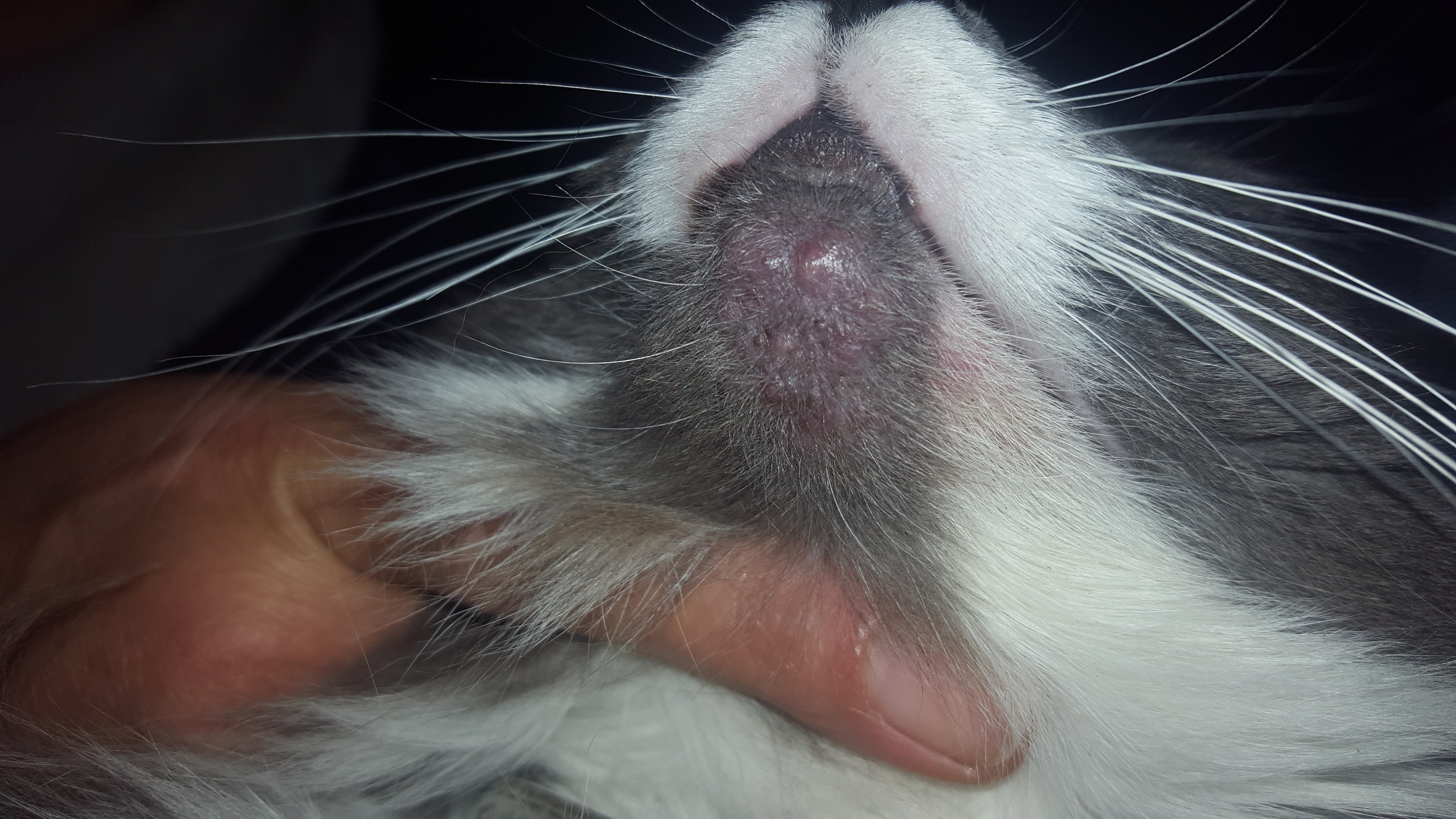 Pink Itchy Bumps On Chin TheCatSite