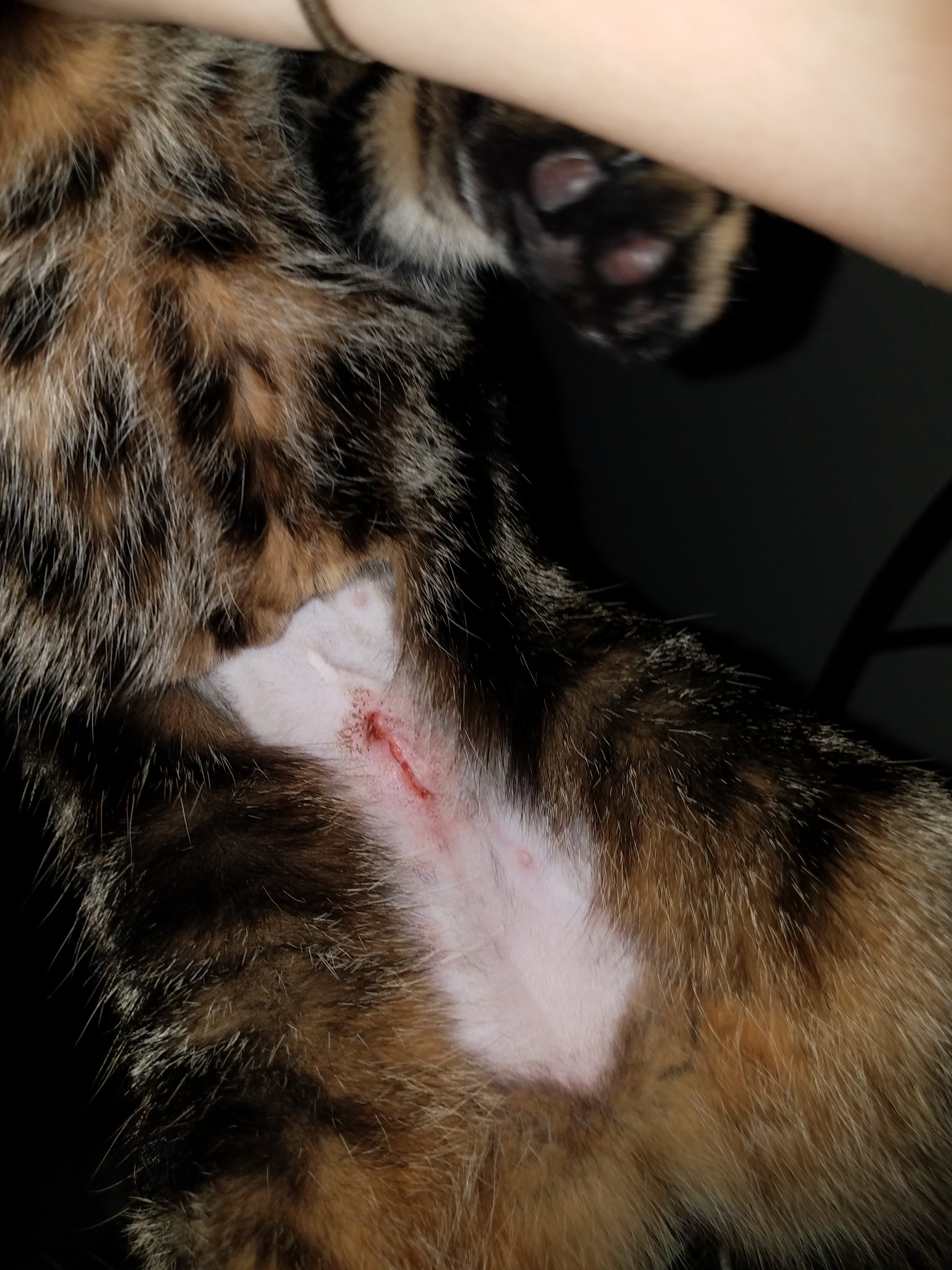 Is My Cats Spay Incision Site Infected? | TheCatSite
