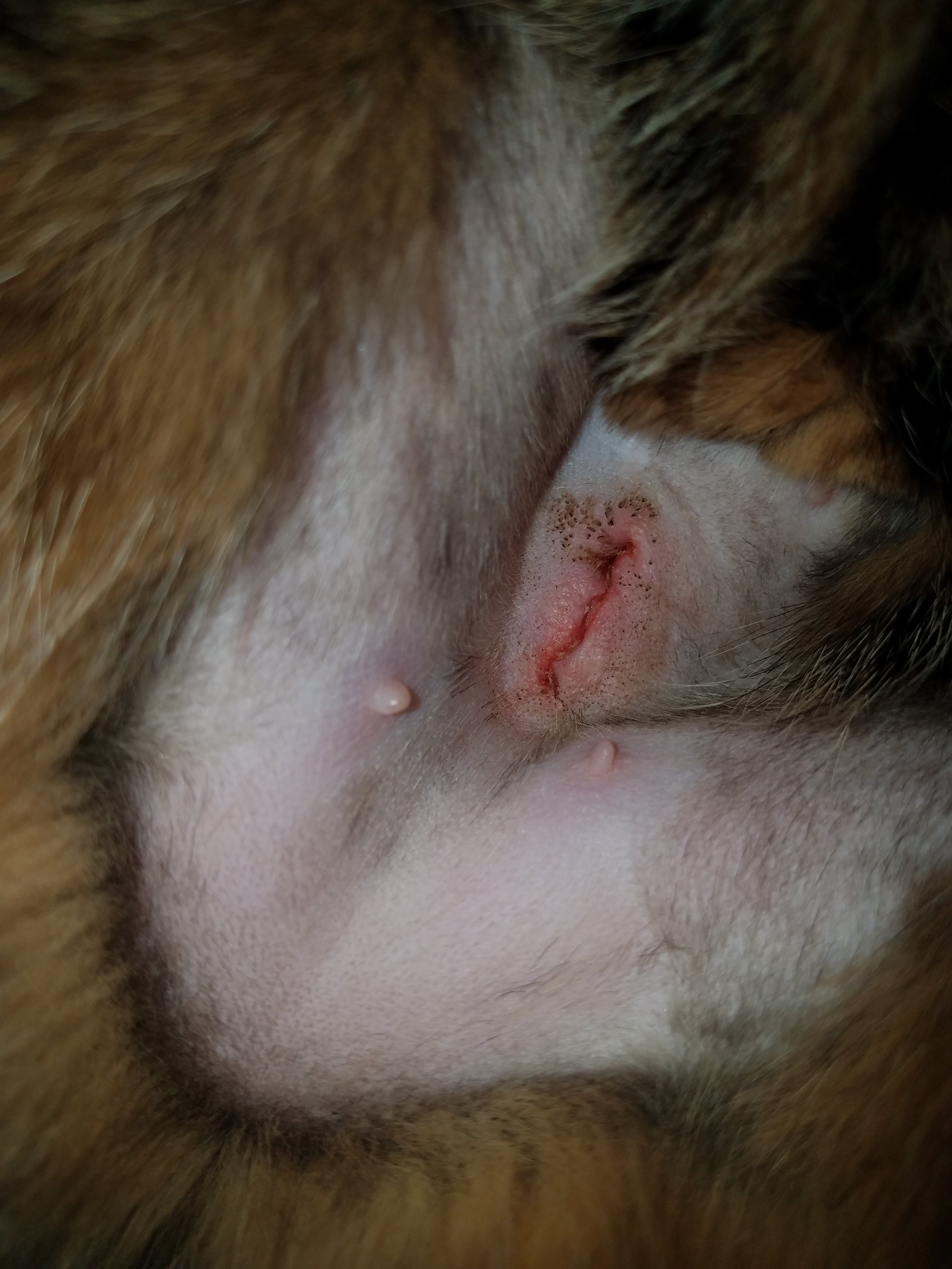 Is My Cats Spay Incision Site Infected? TheCatSite