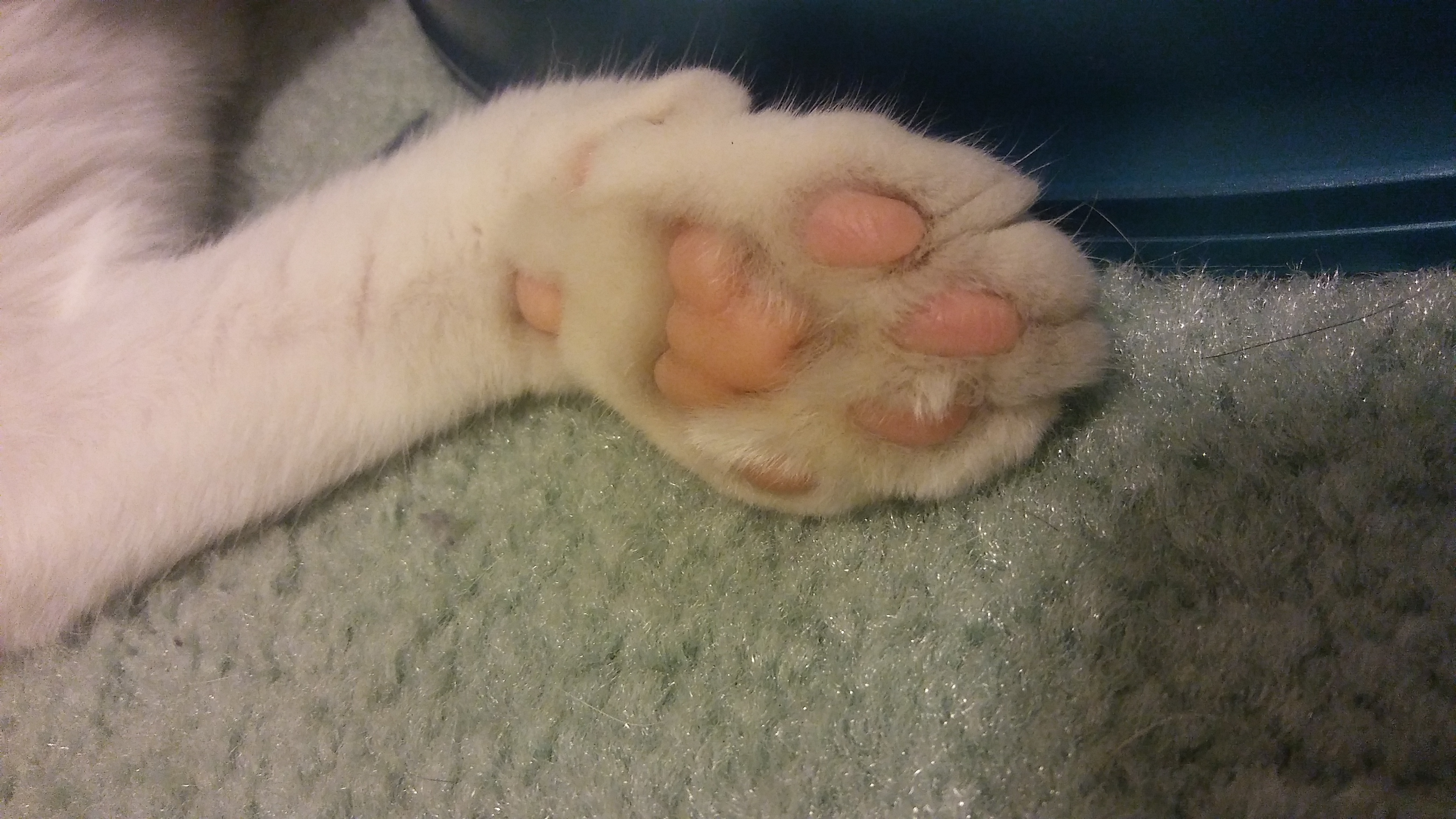 Cat Paw Pads That Look Like Beans Page 5 TheCatSite