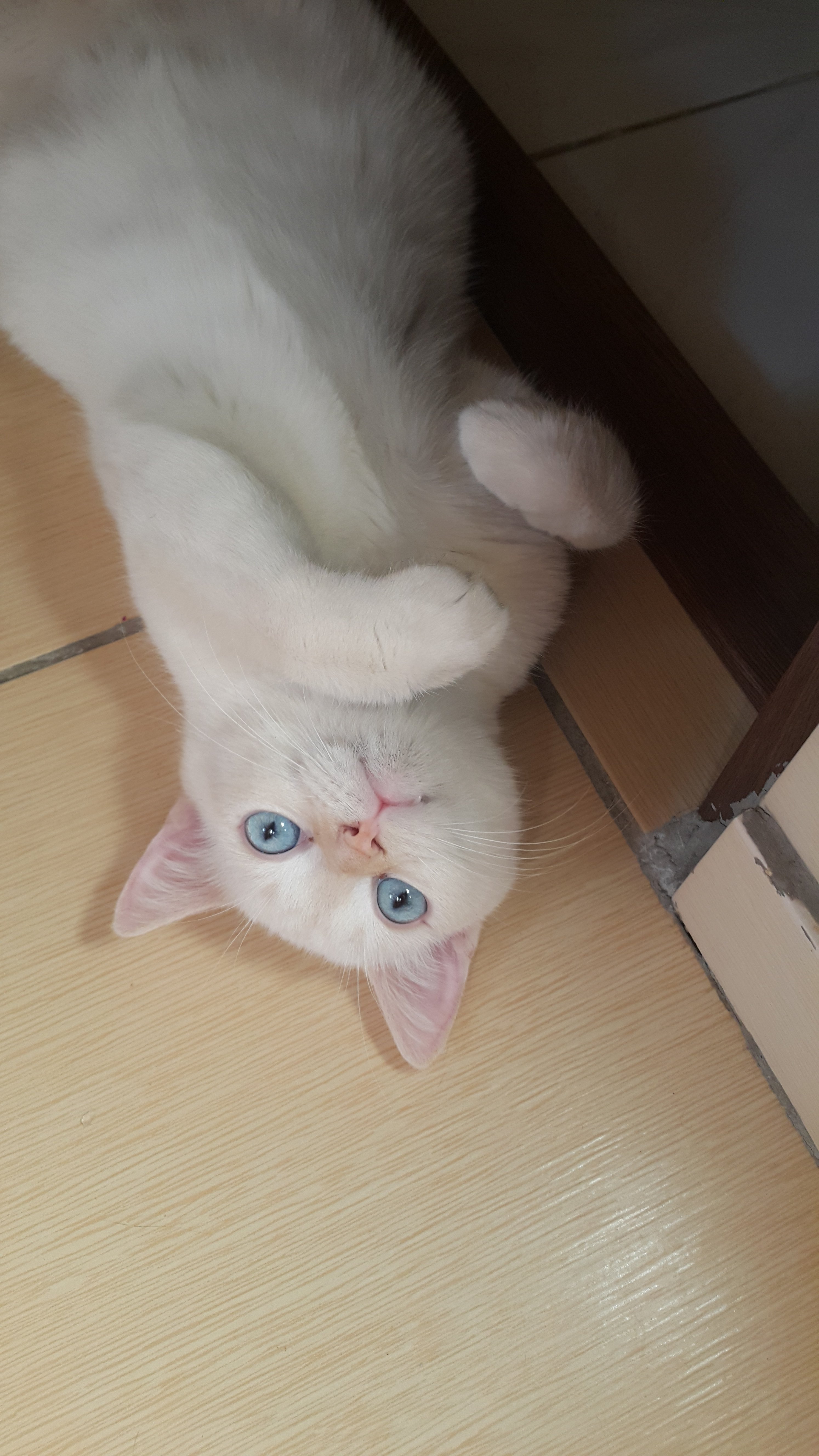 33 HQ Photos Flame Point Siamese Cat Price : Siamese Cats For Sale | Titusville, FL #247906 | Petzlover