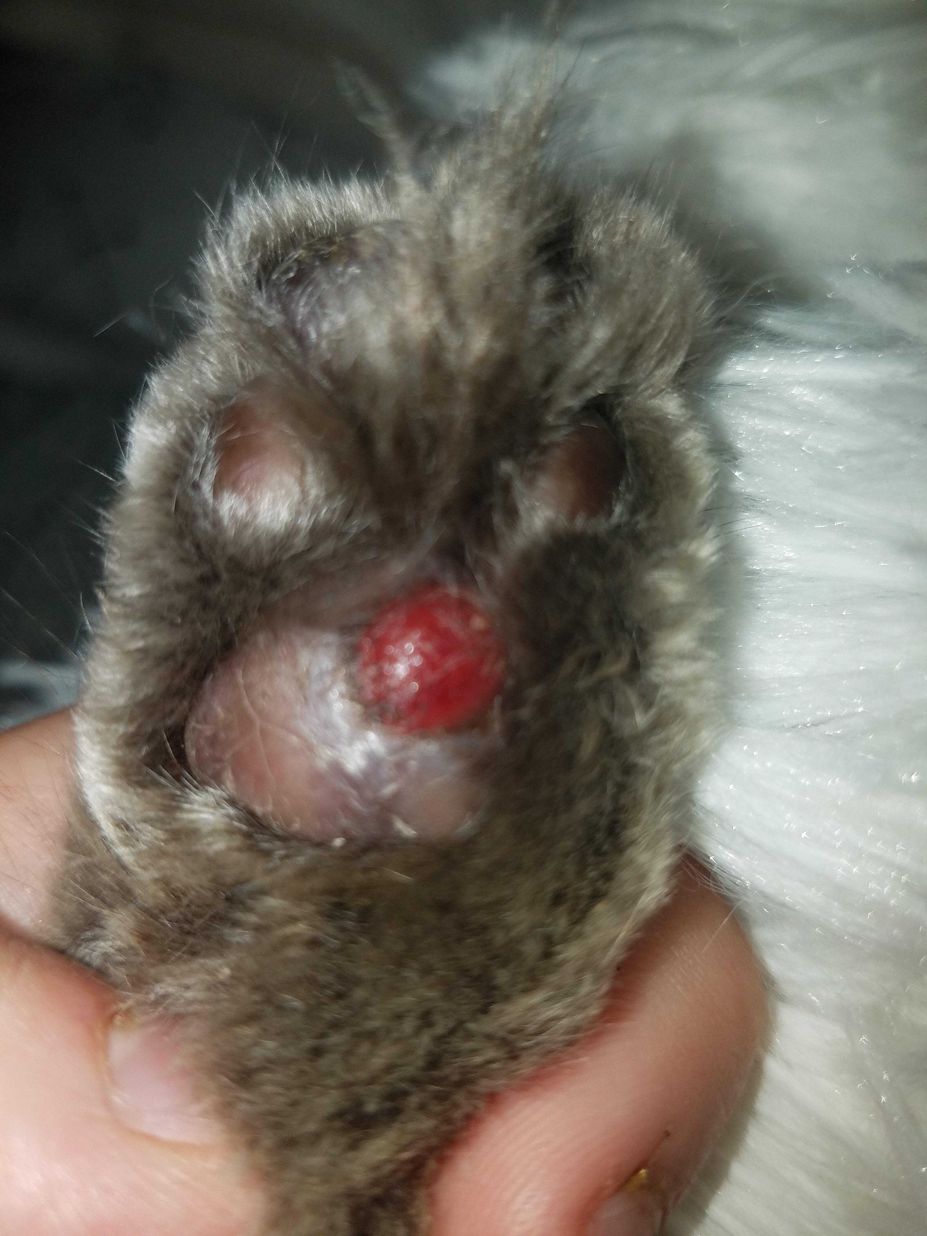 Blood Blisters? TheCatSite