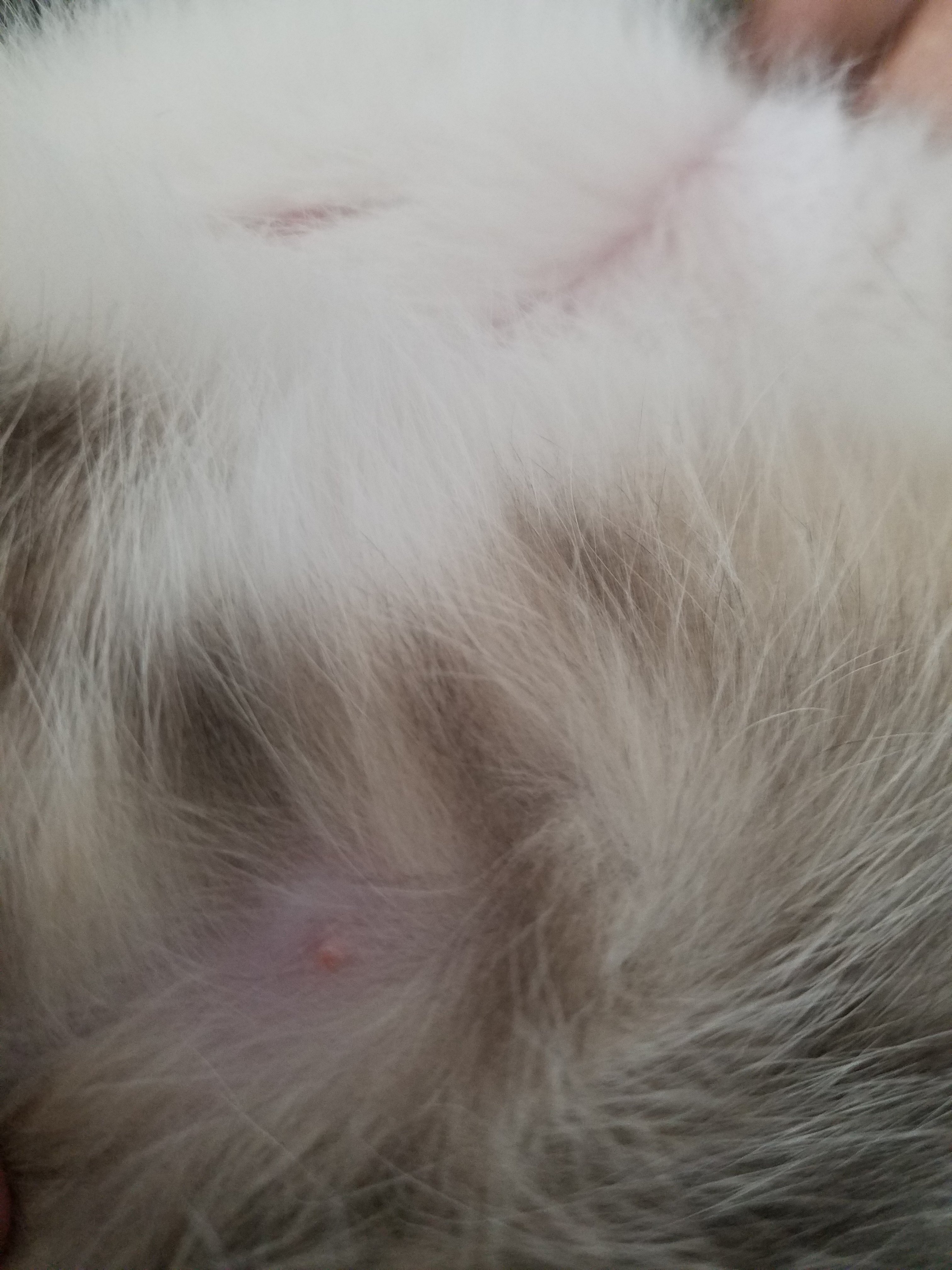 Red Bumps On Cat Skin