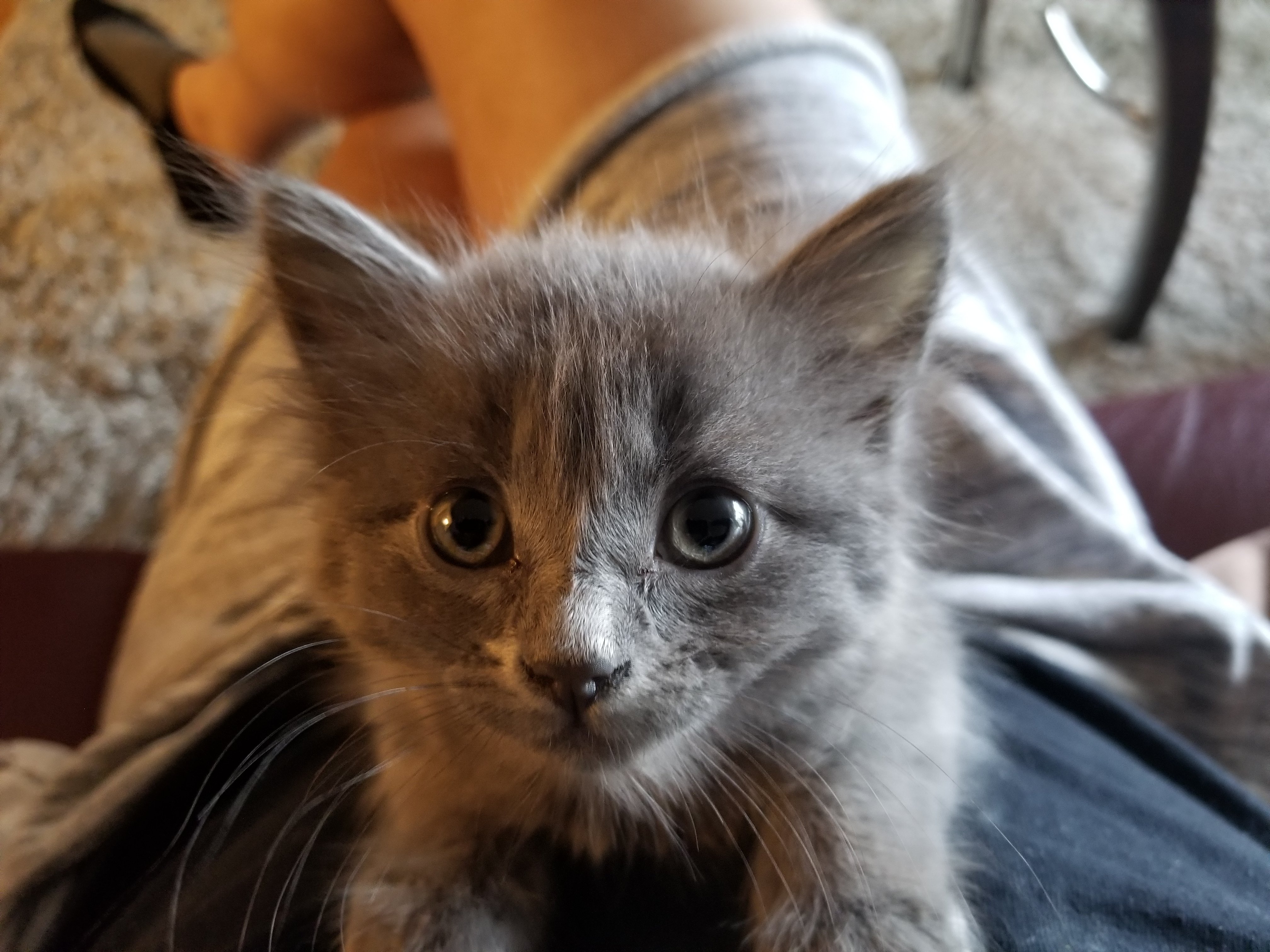 I Think I May Have A Nebelung Kitten Thecatsite
