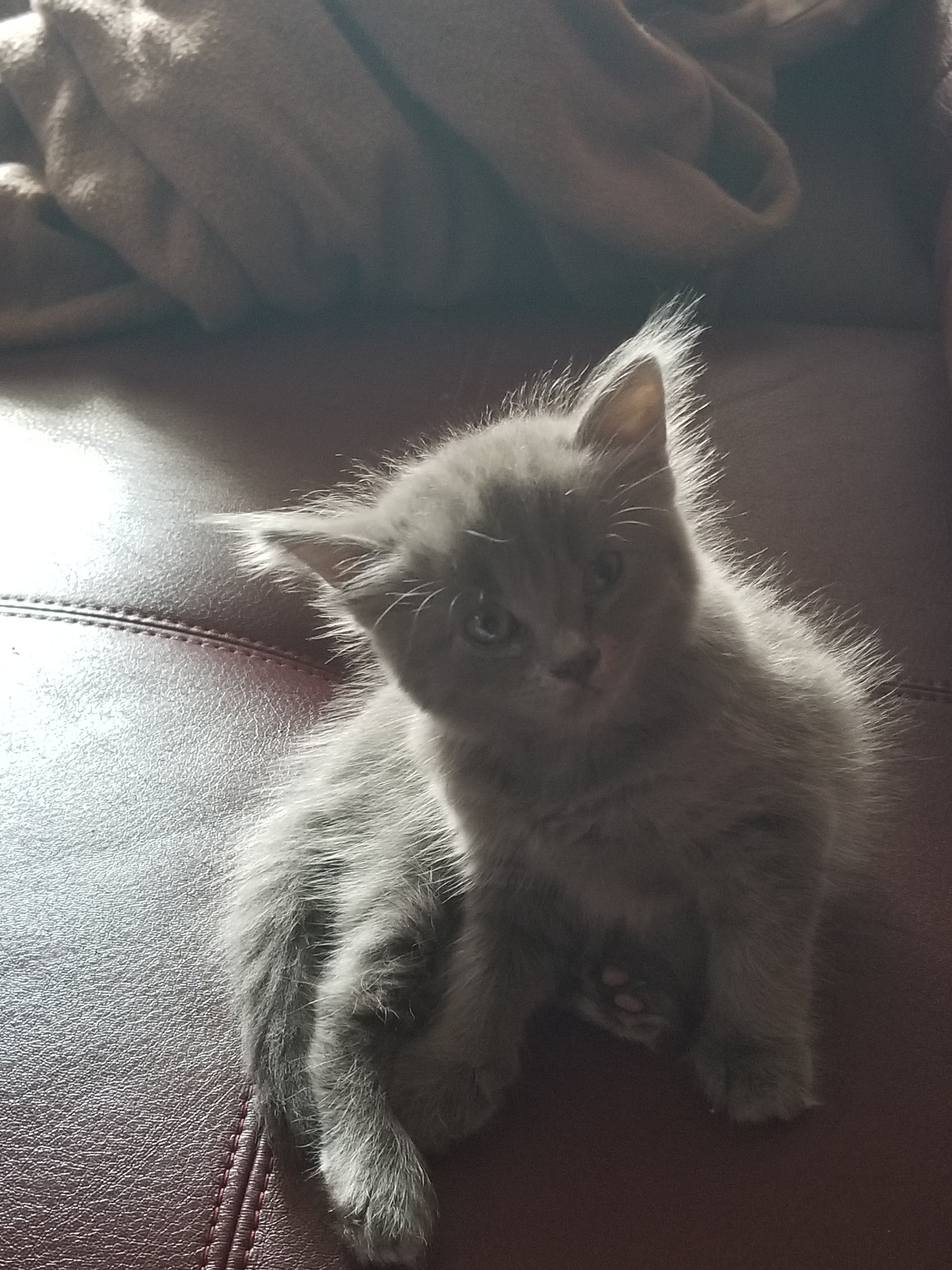 I Think I May Have A Nebelung Kitten Thecatsite