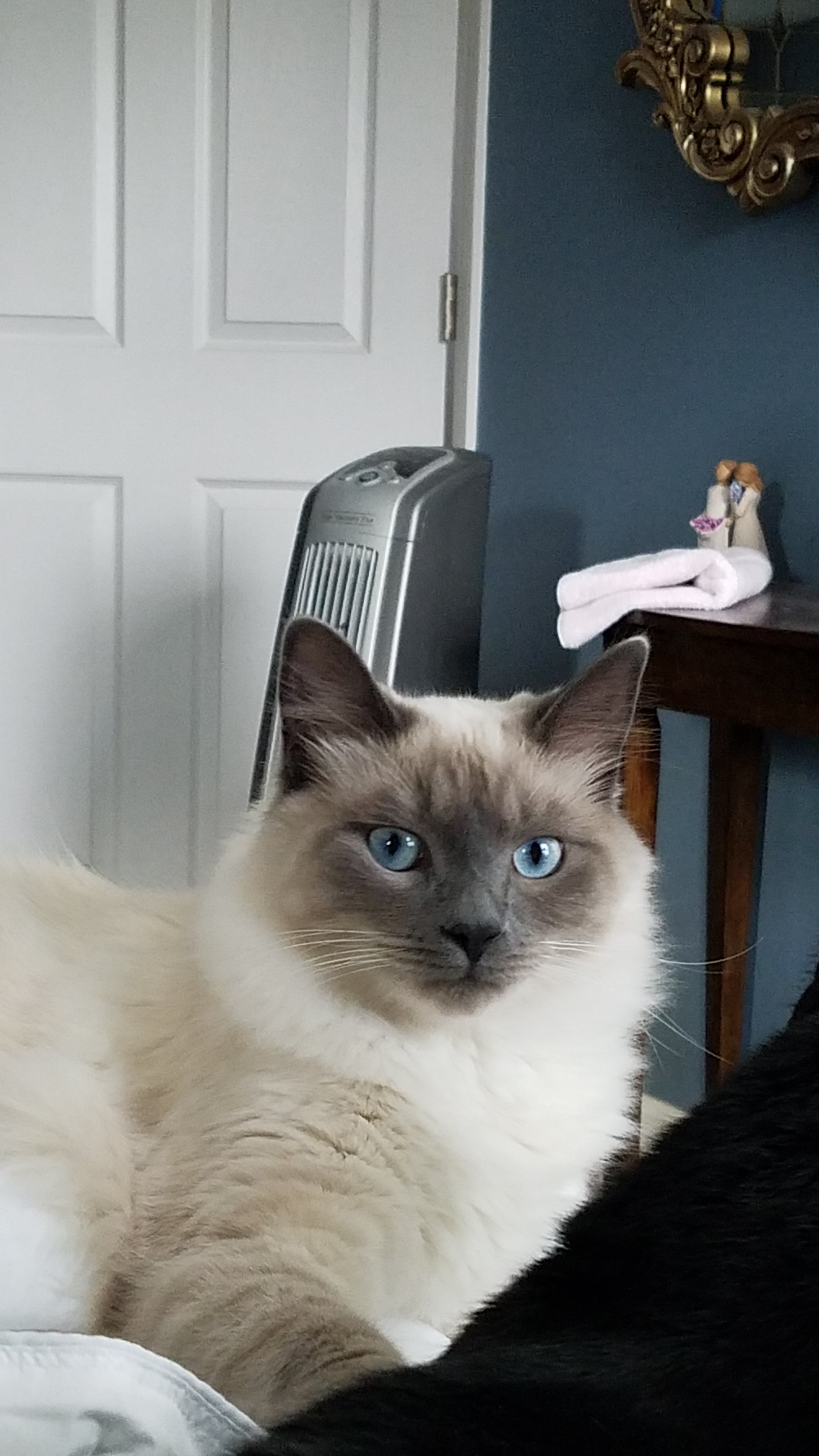Is He A Long Haired Siamese Mix? | TheCatSite