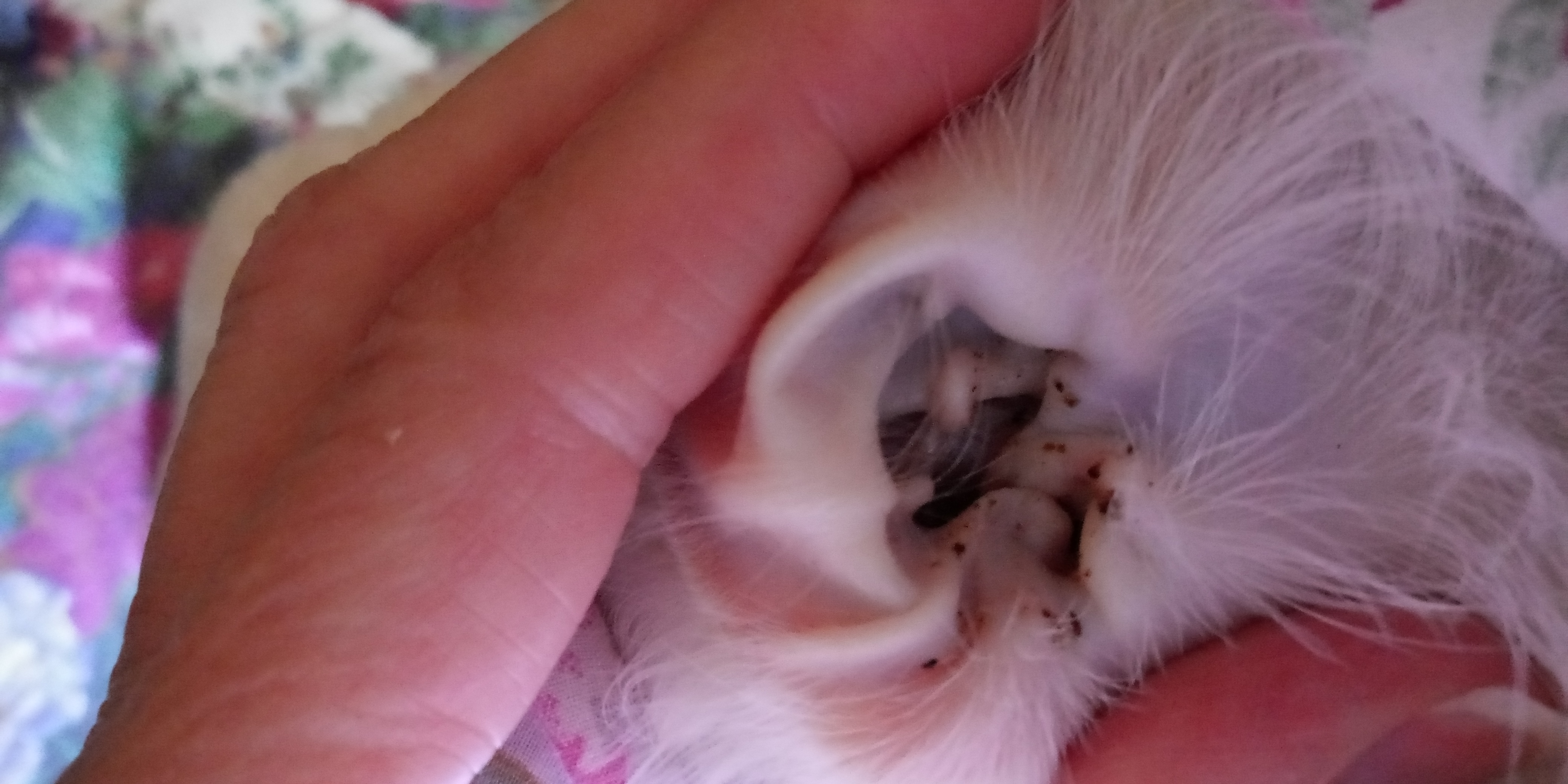 Ear Mites Or Dirty Ears????? TheCatSite