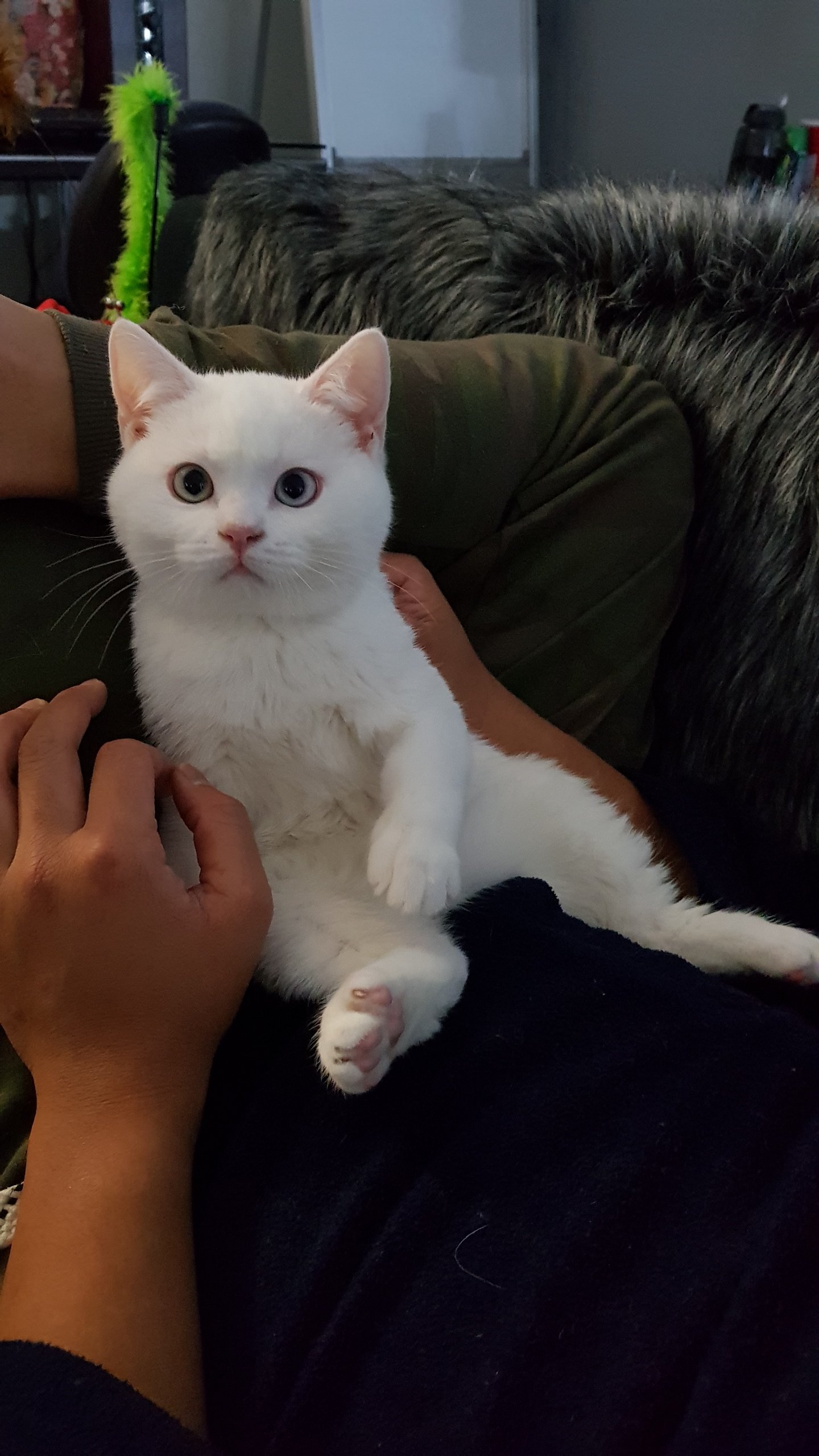 Do You Think My Kitten Is An Albino? TheCatSite