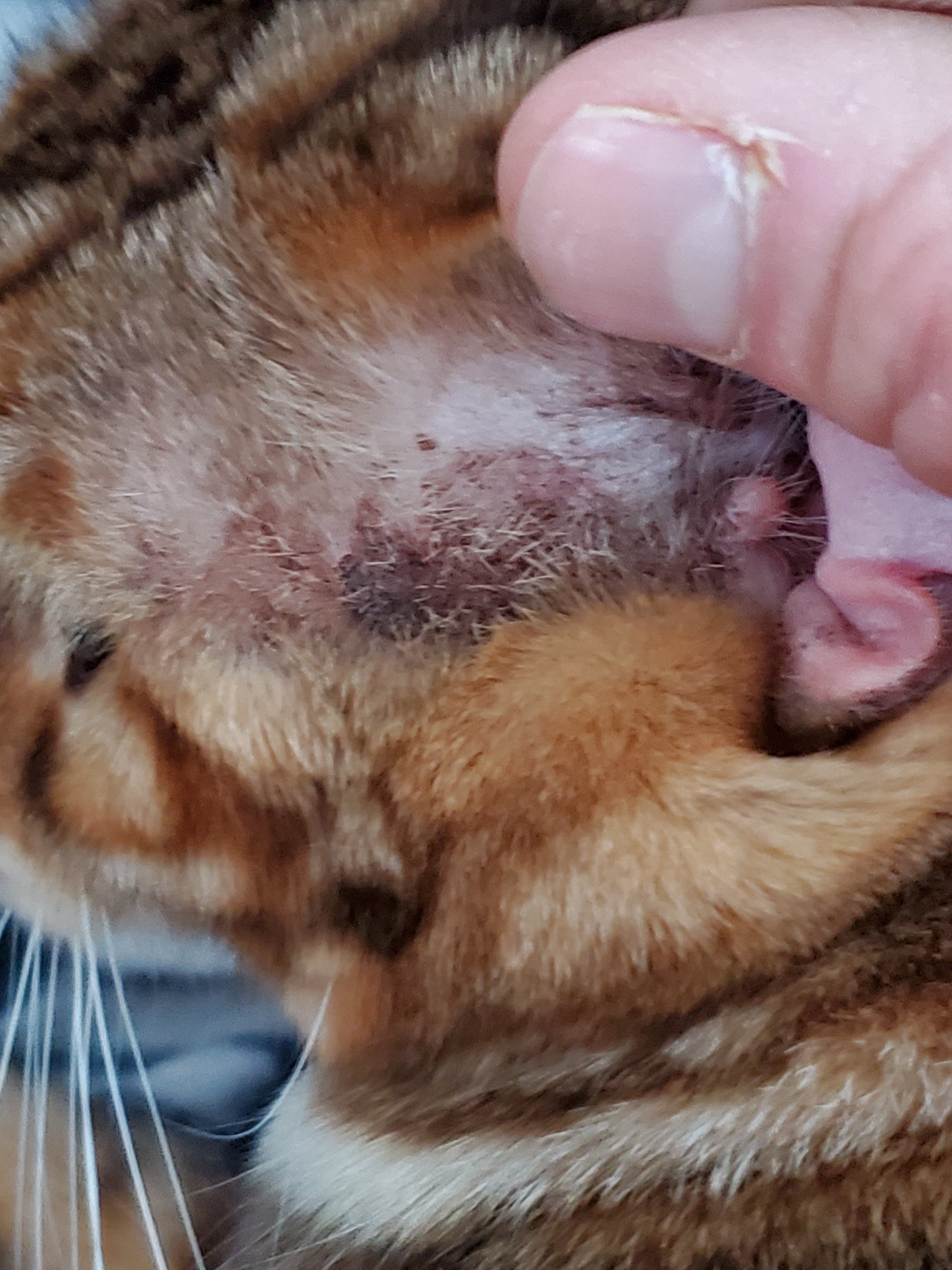 bengal cat has brown spots outside of ears not itching at all and has