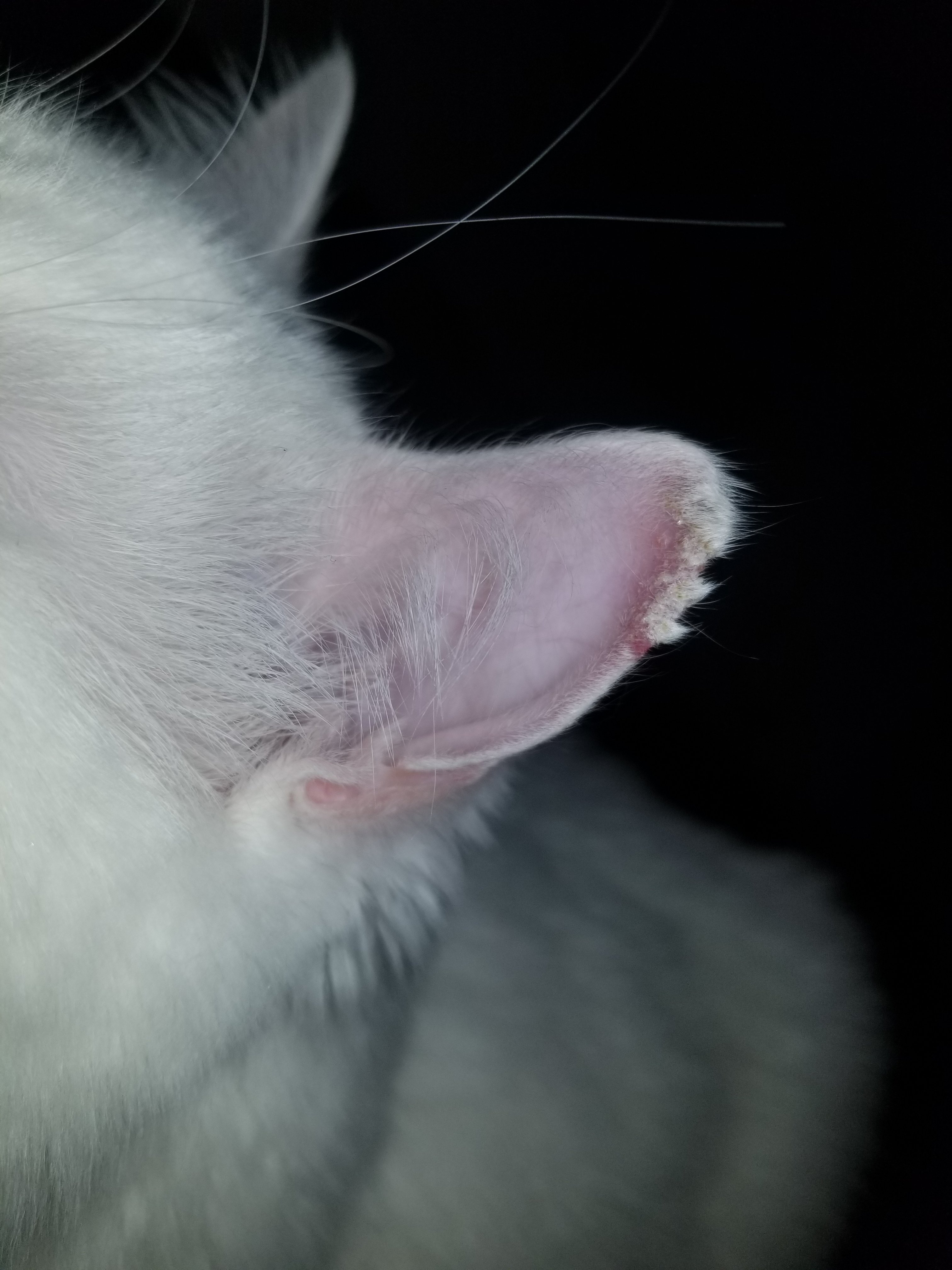 Crustyscabby Cat Ear Thecatsite