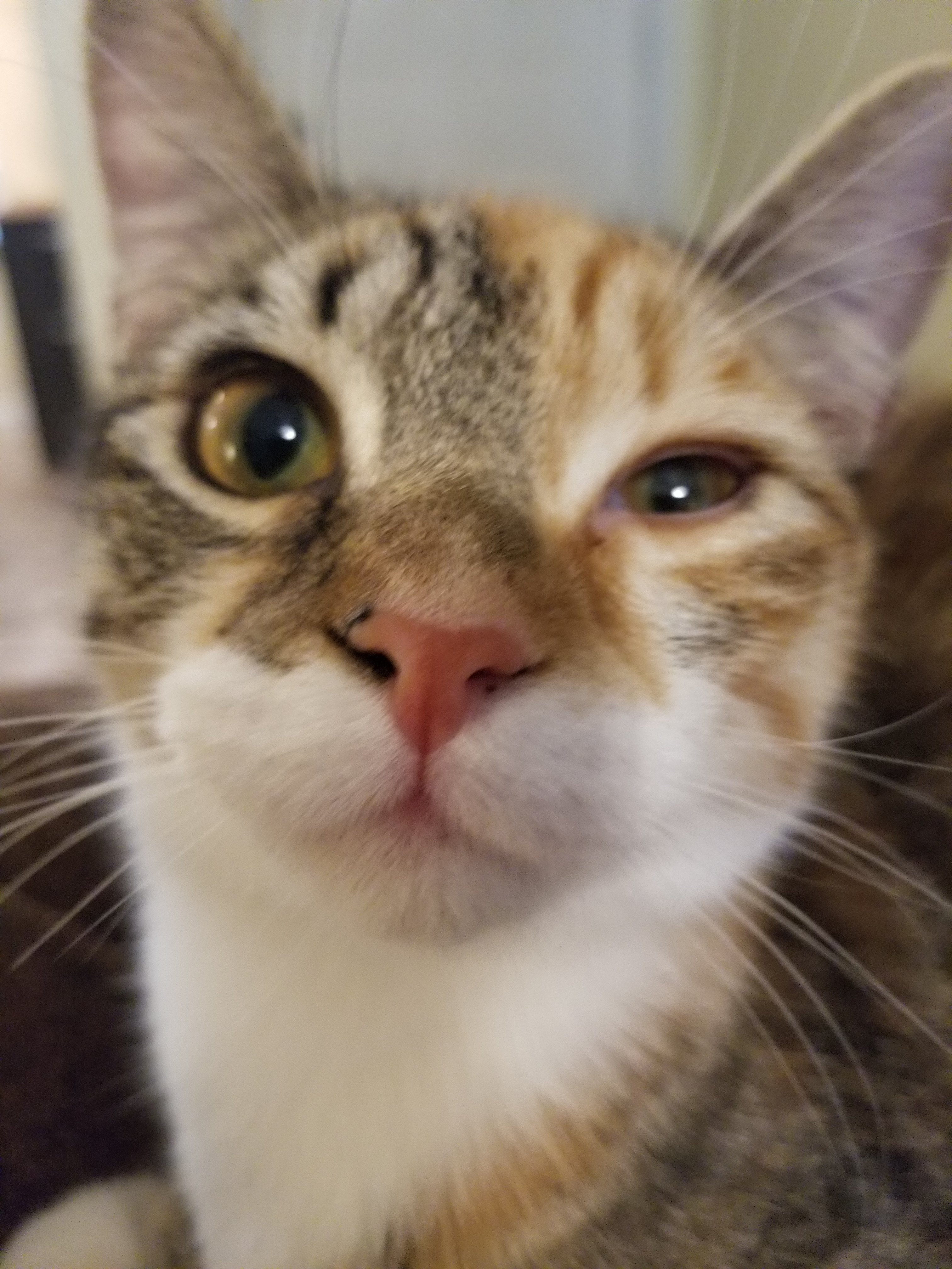 Cat keeps squinting? TheCatSite
