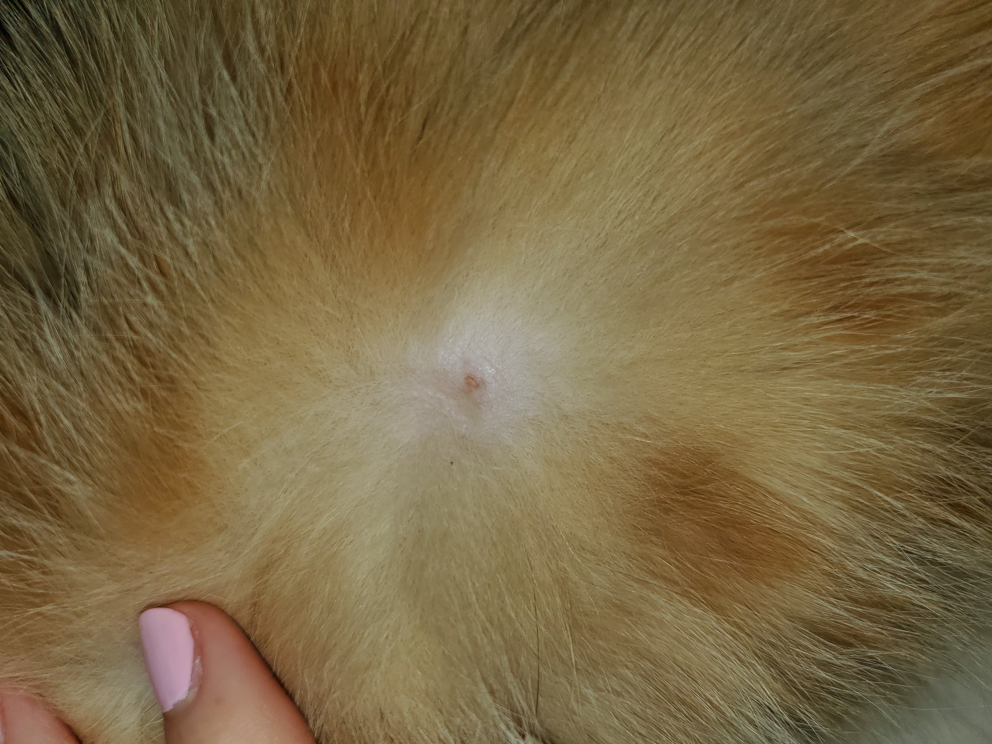 Big pimple/whitehead on belly TheCatSite