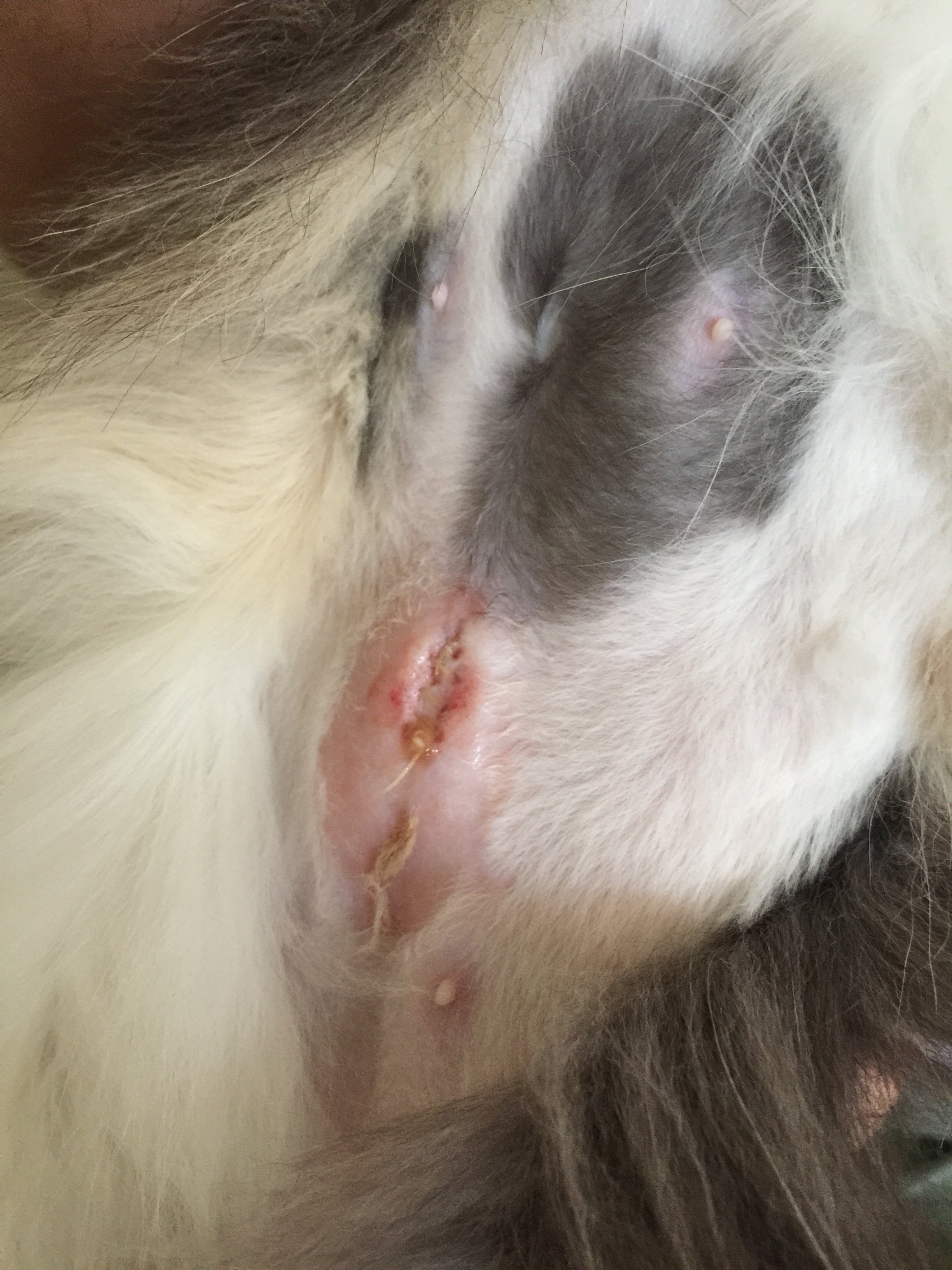 Spay Incision Infected? (pictures Inside) TheCatSite