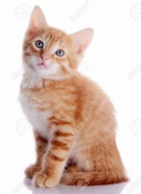 23560213-red-kitten-sitting-cat-kitten-on-a-white-background-red-striped-kitten-small-predator-.jpg