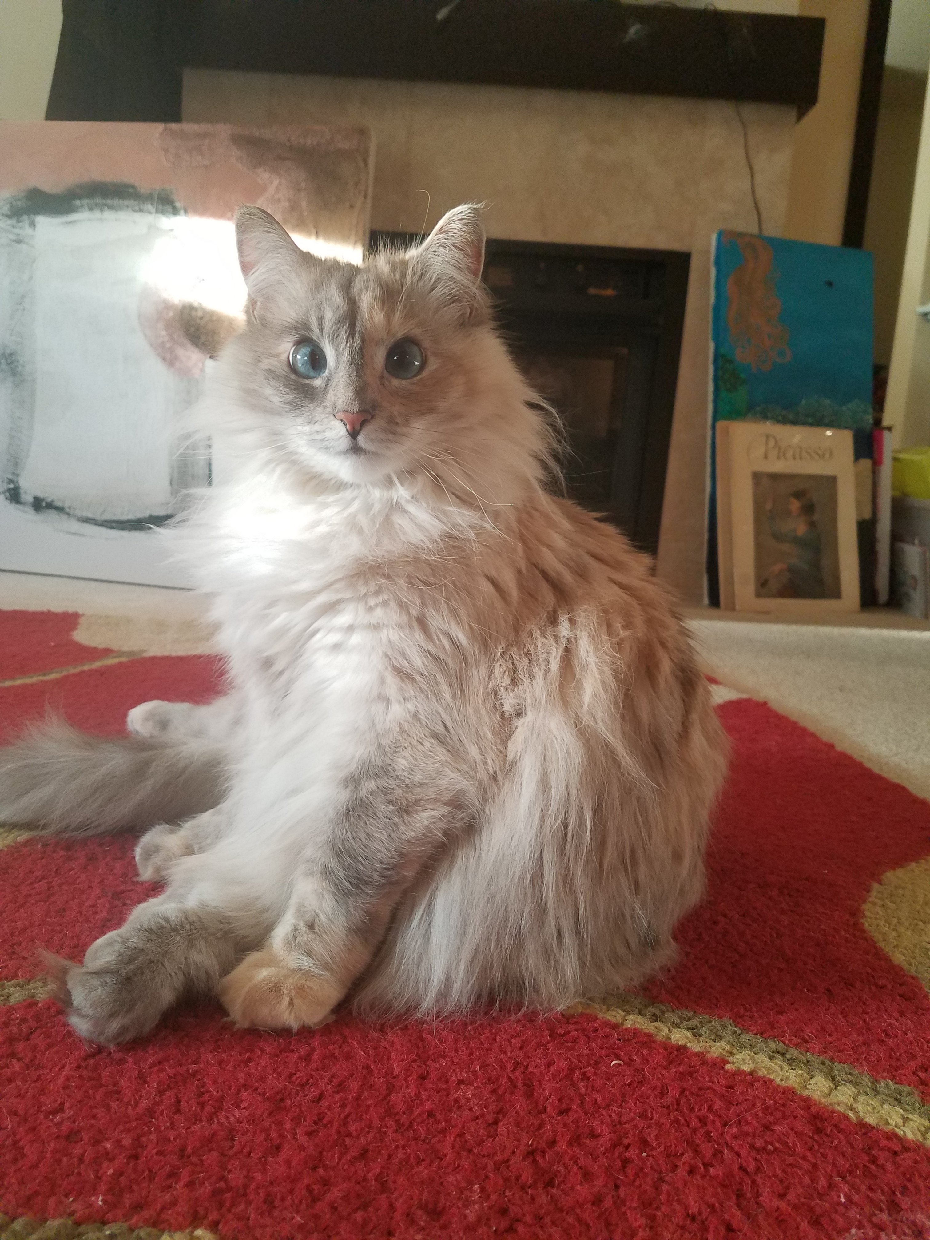 Maine coon and ragdoll mix