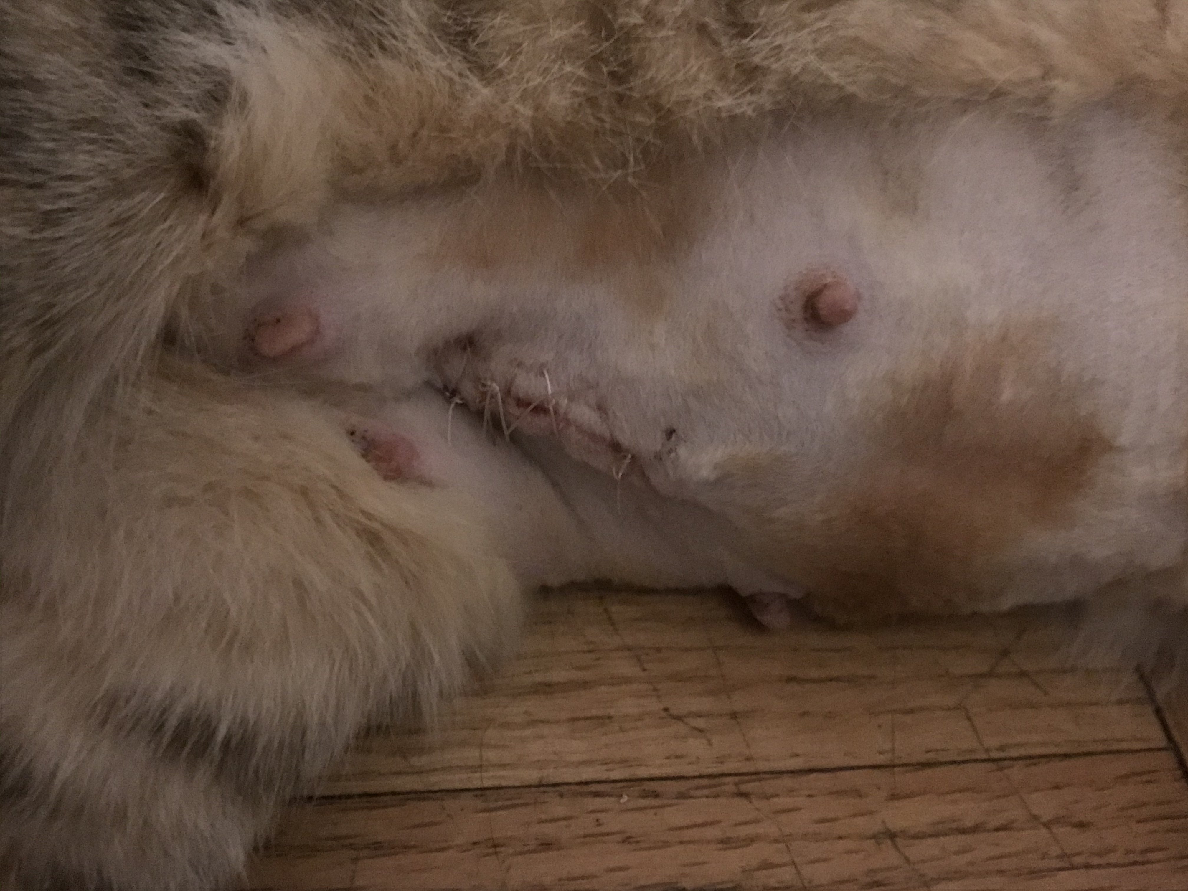 Does my cat spay incision looks normal？ TheCatSite