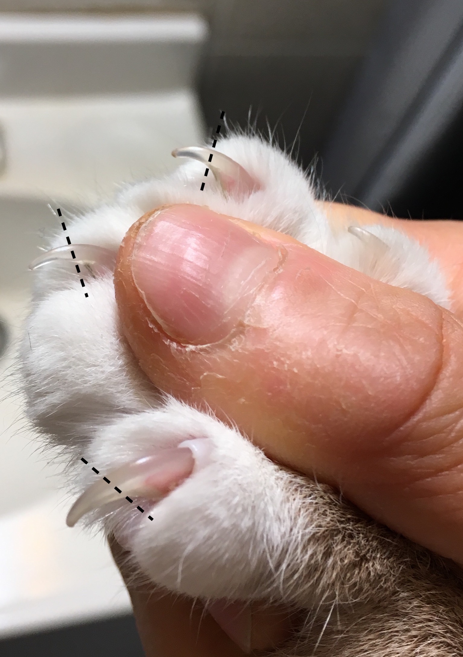 Cat's Claws Click When He Walks | TheCatSite