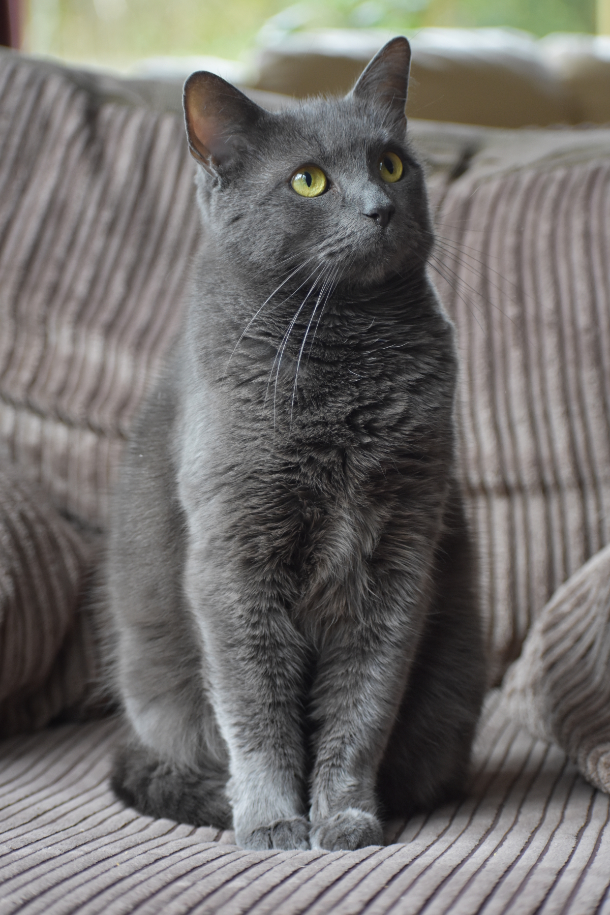 Russian Blue Korat Or Chartreux Thecatsite