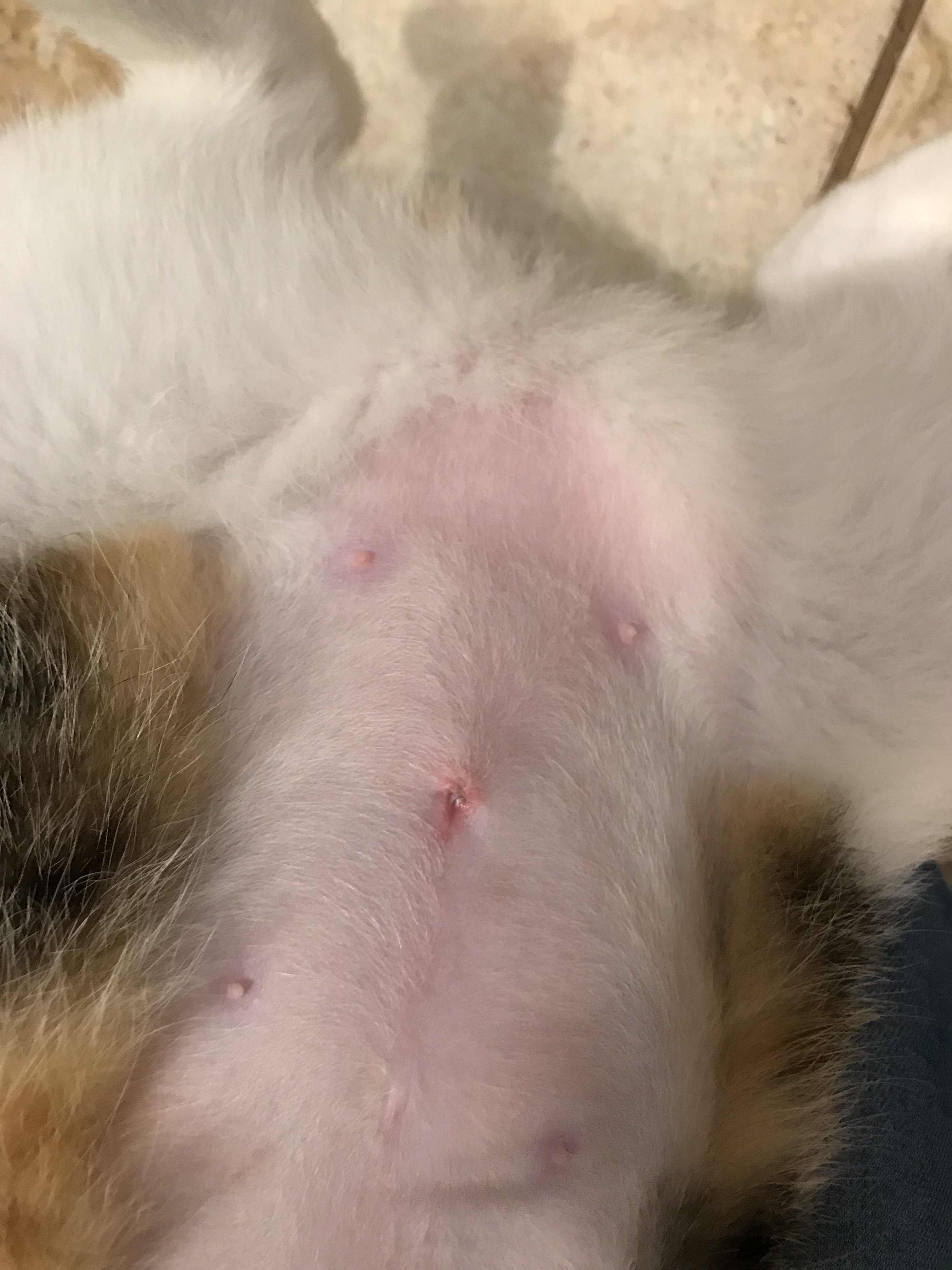 Is My Cat’s Spay Incision Infected? TheCatSite