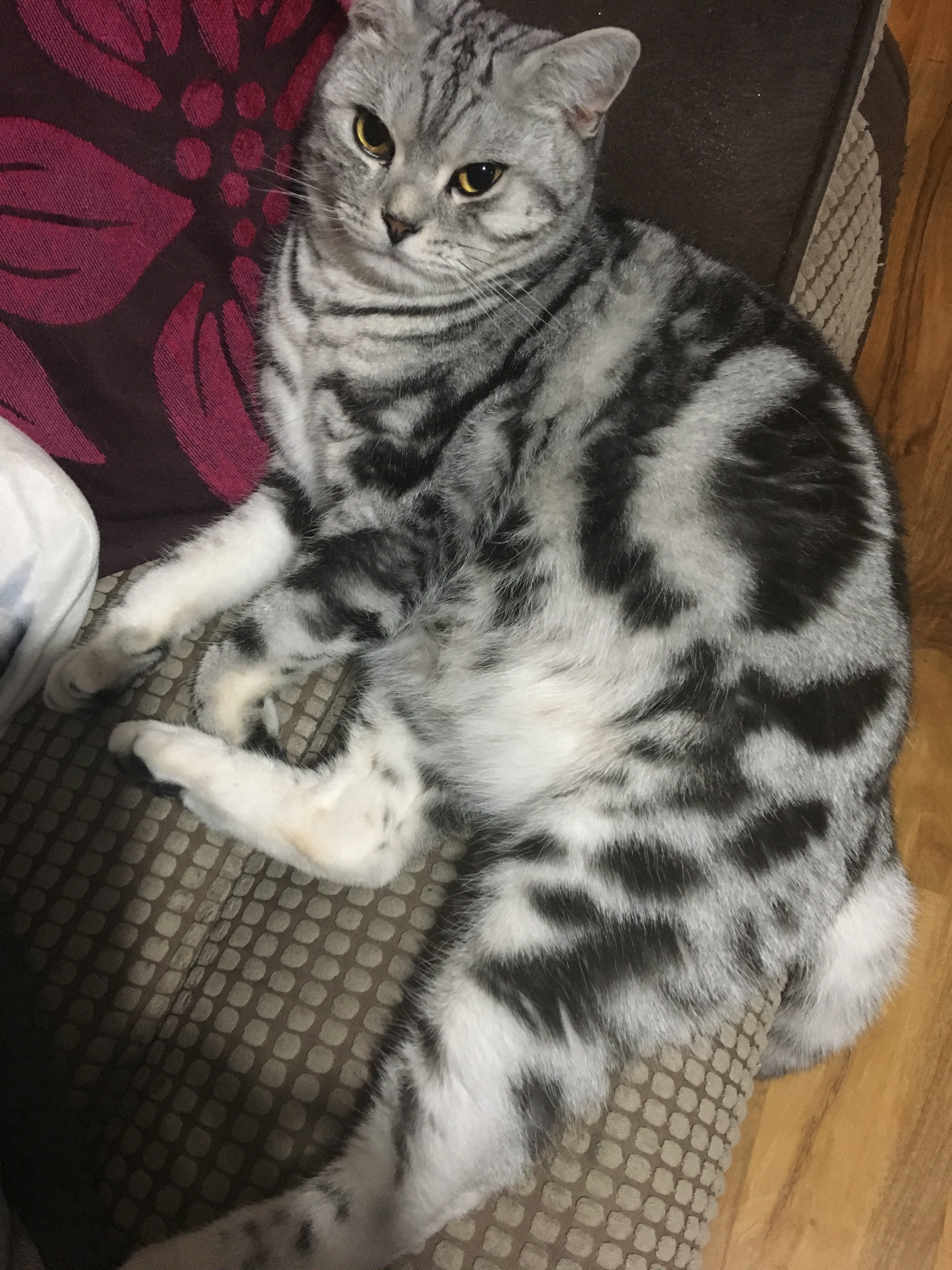 Show Me Your Stripes And Spots! Tabby Cats Only ;) Page 21 TheCatSite
