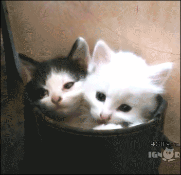 3-puss-in-boots (1).gif